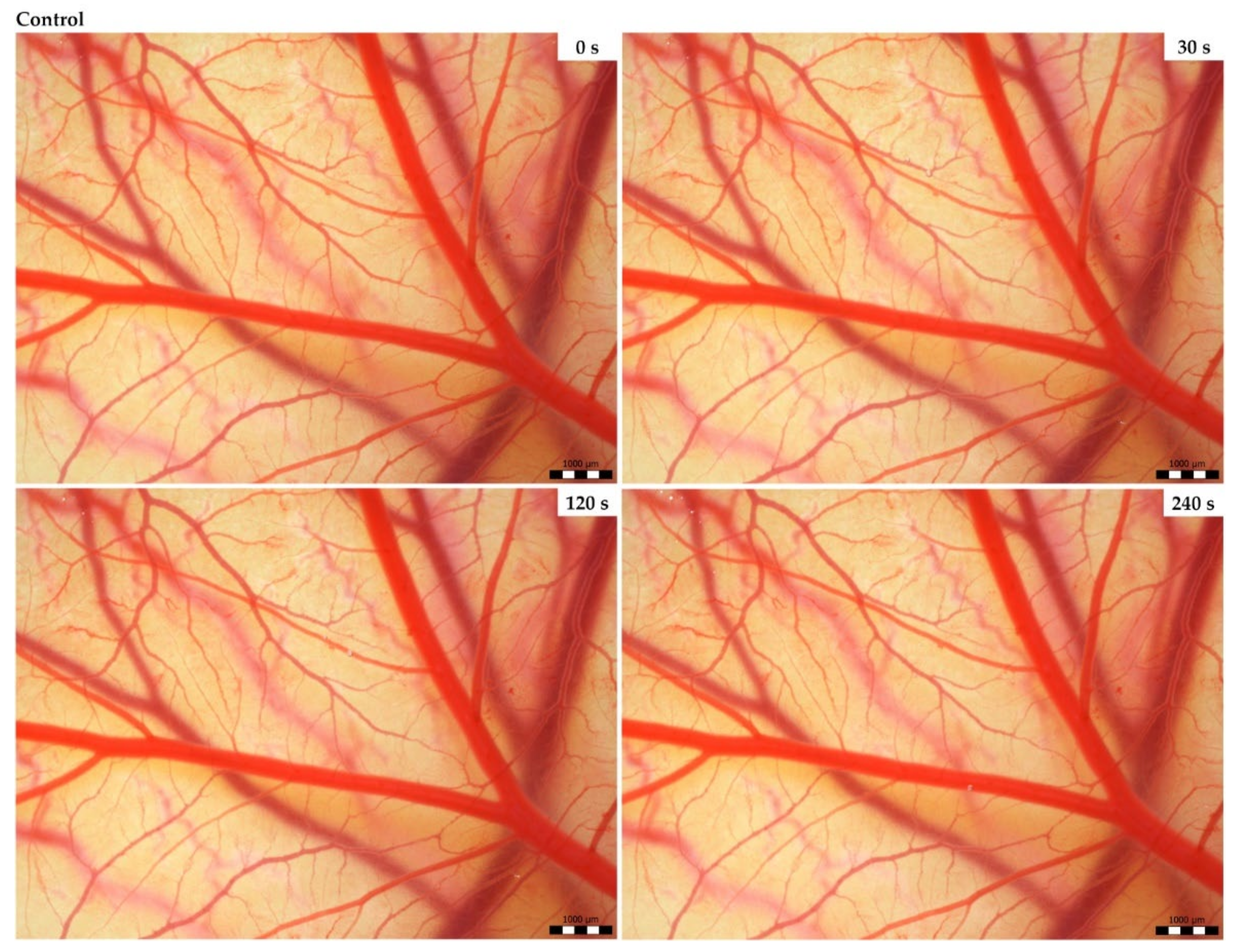 Animals 14 01634 g001