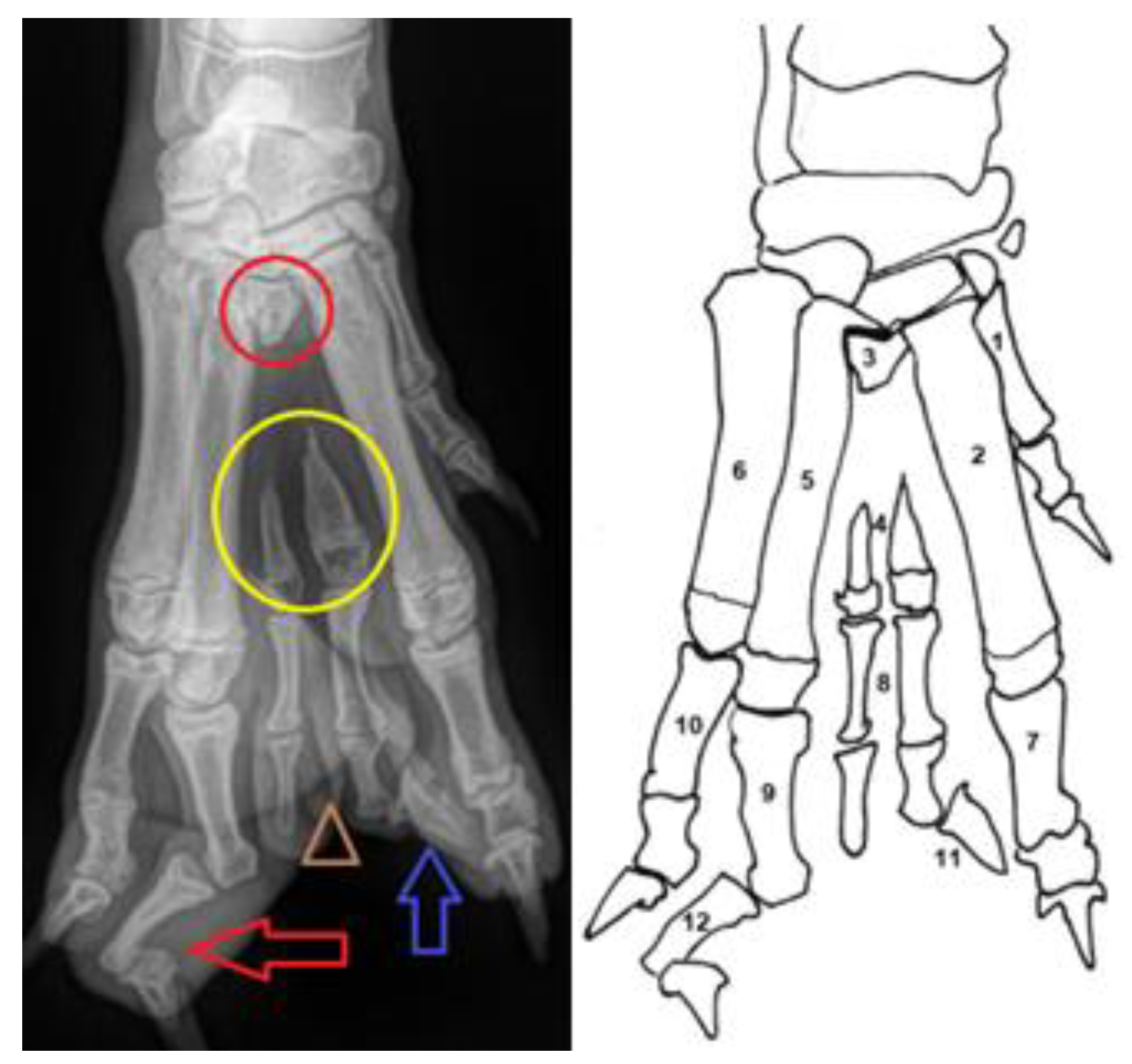 Animals 14 01647 g001