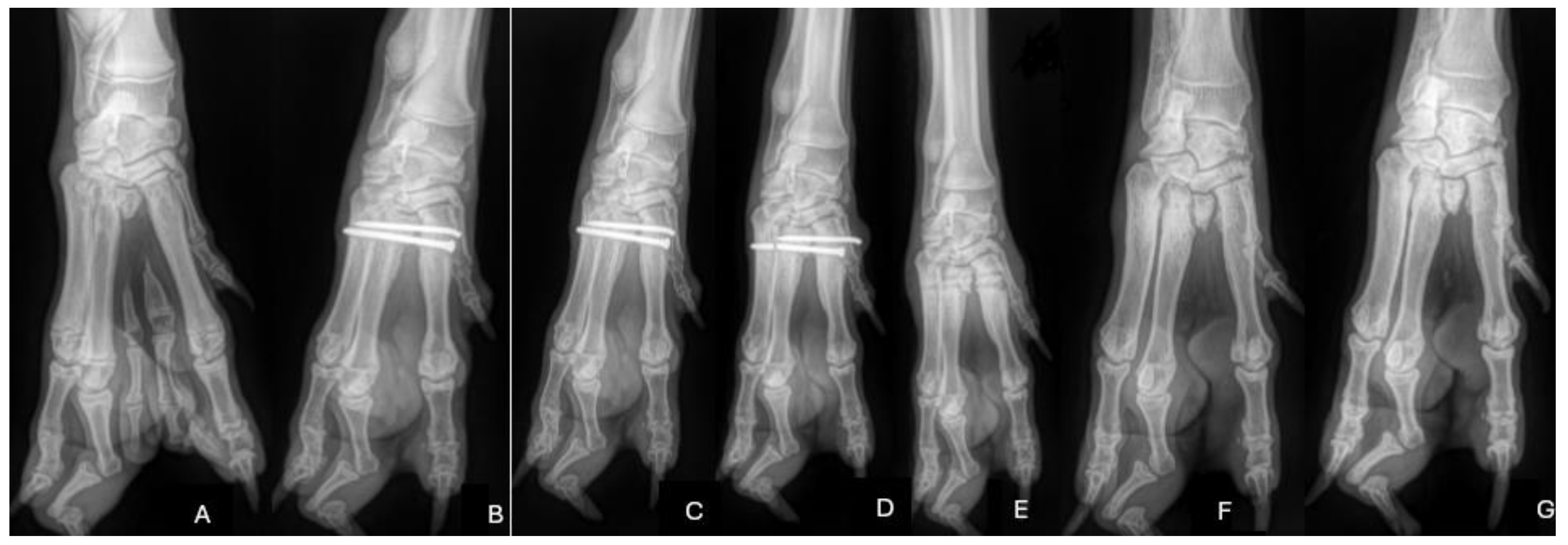 Animals 14 01647 g003