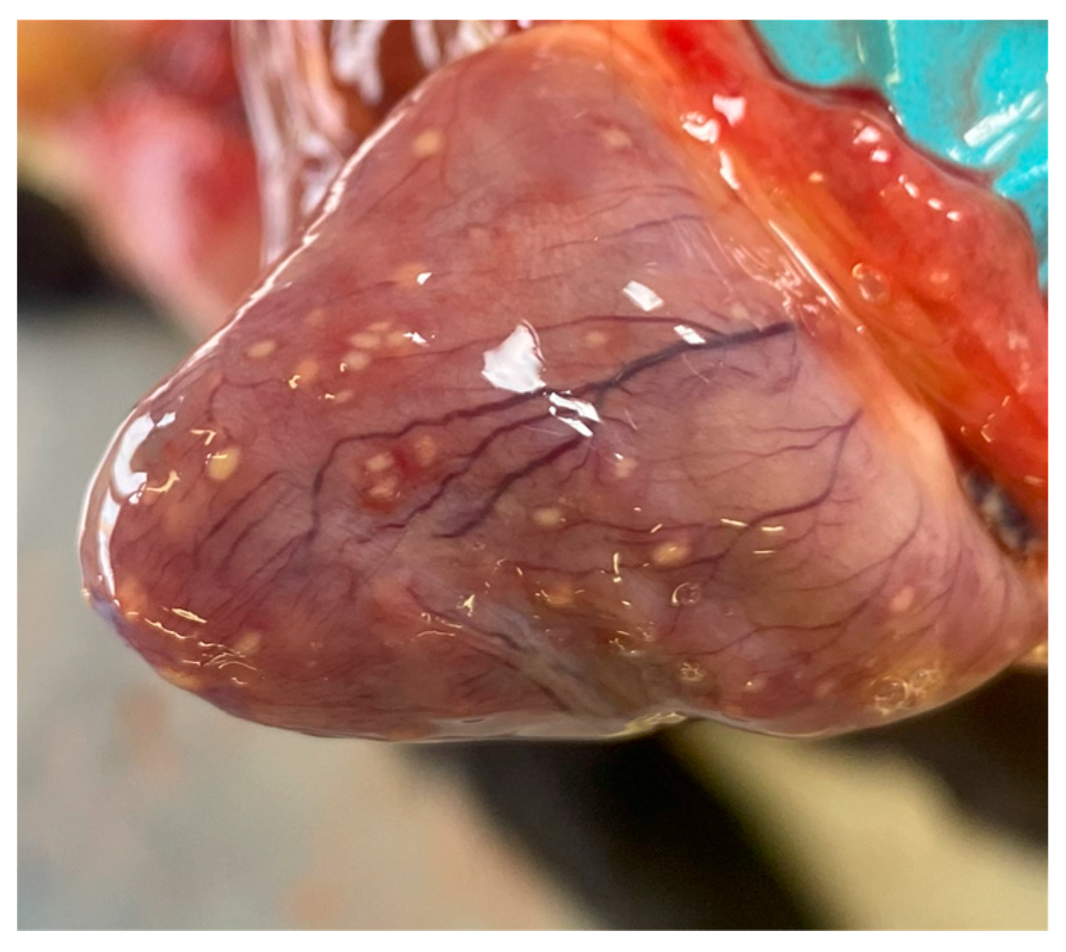 Animals 14 01673 g001