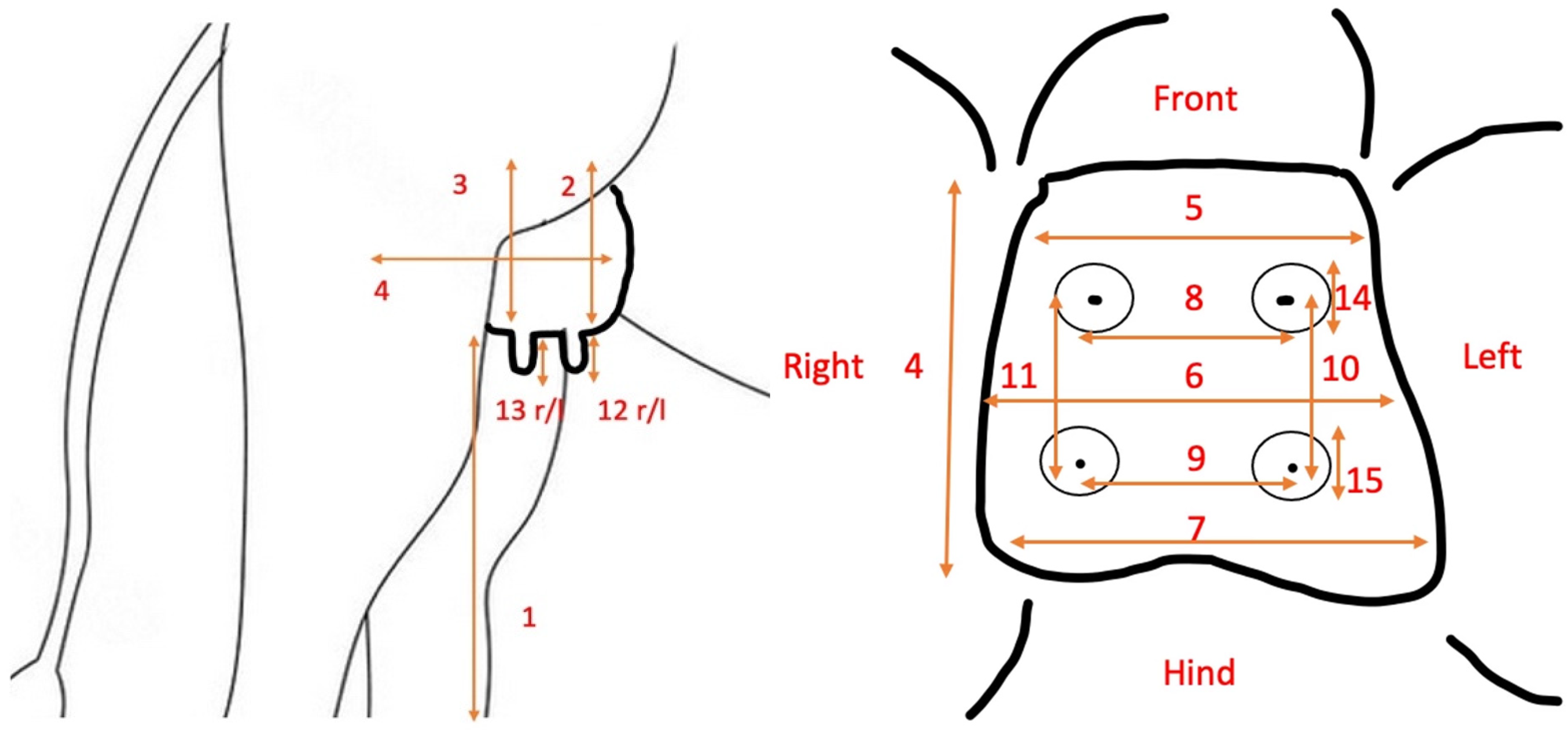 Animals 14 01674 g001