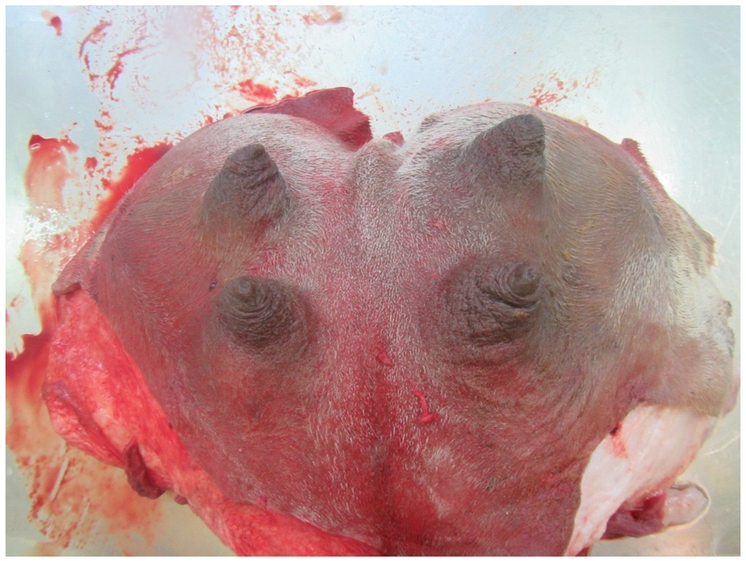 Animals 14 01674 g003