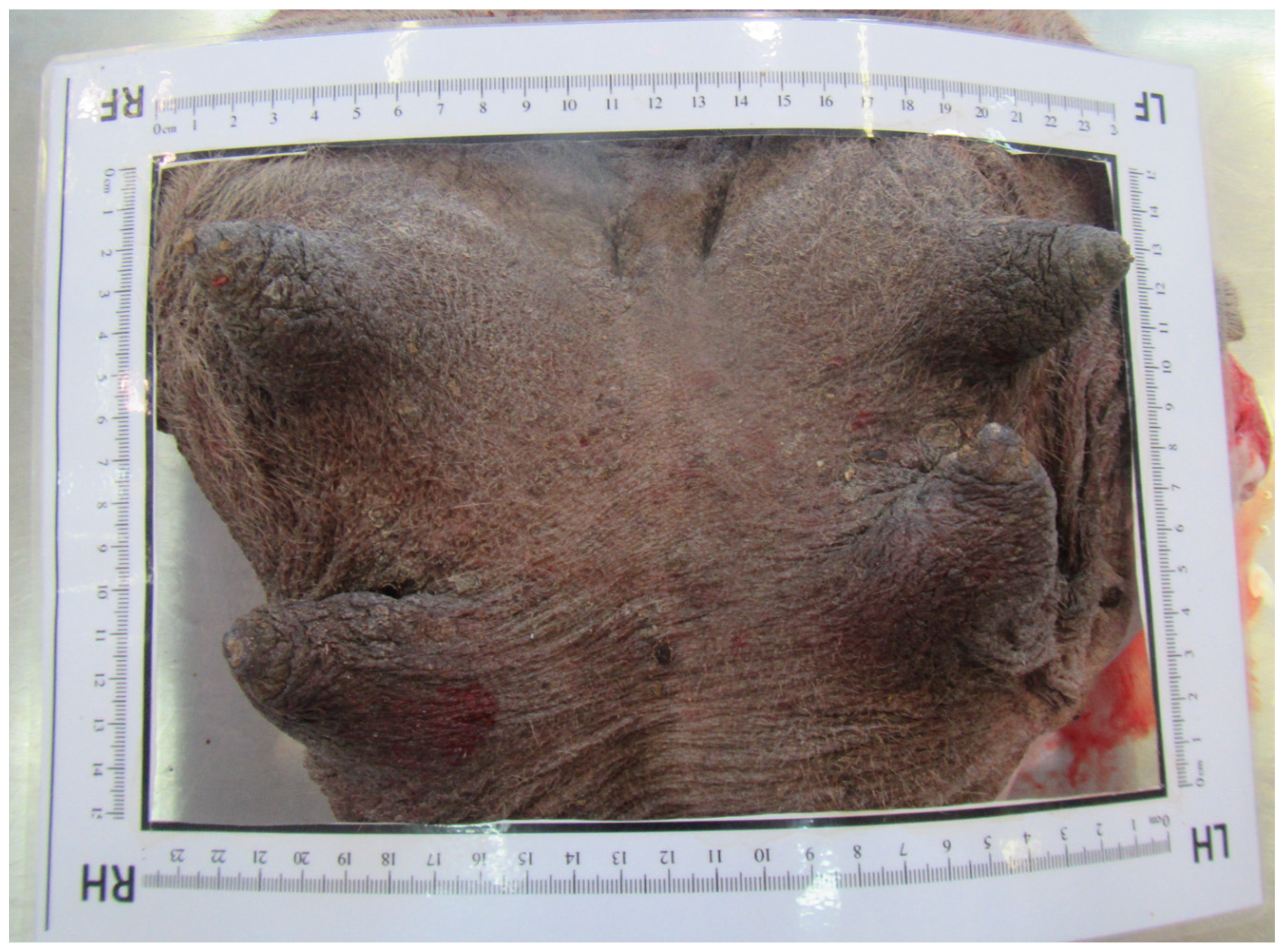 Animals 14 01674 g004