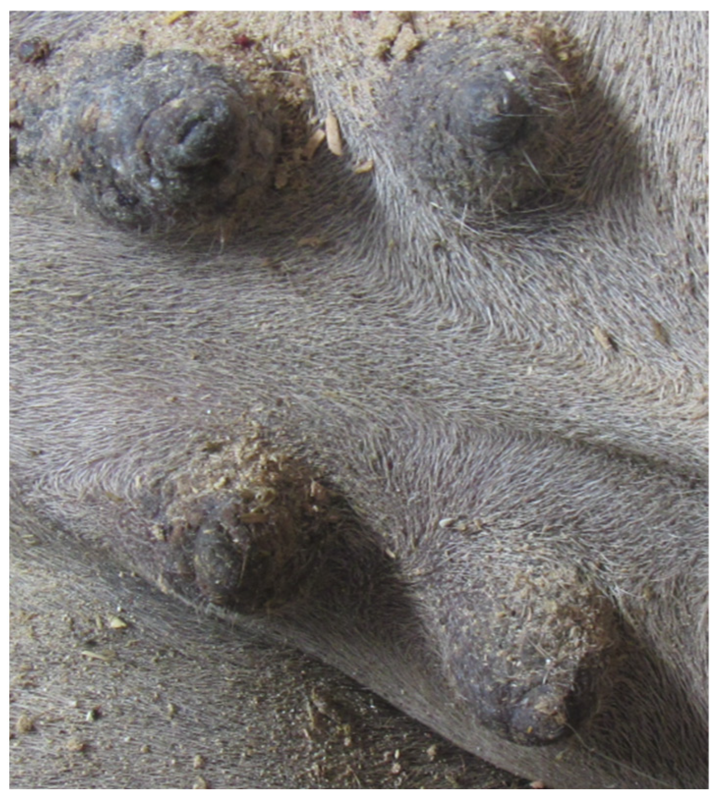 Animals 14 01674 g006