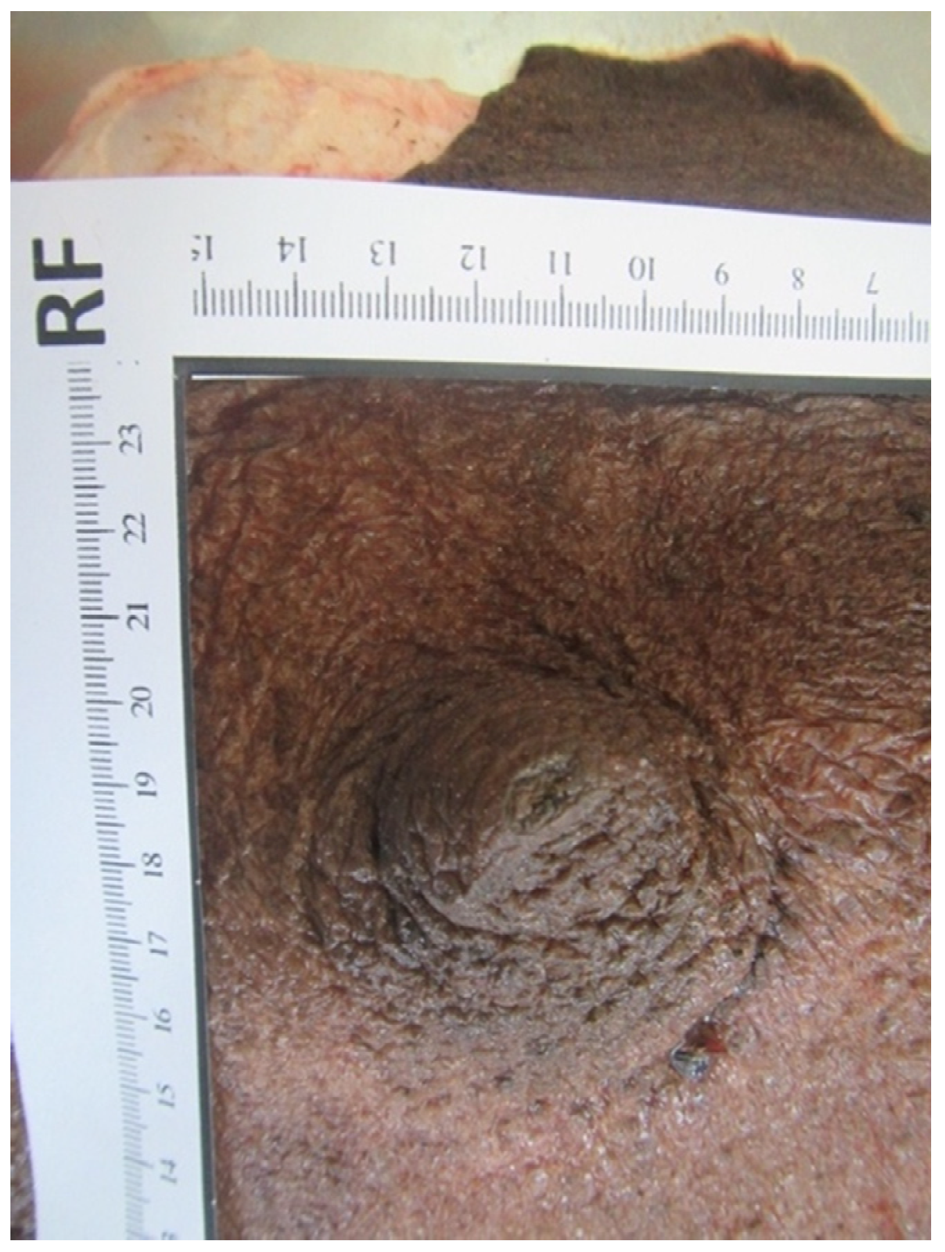 Animals 14 01674 g007