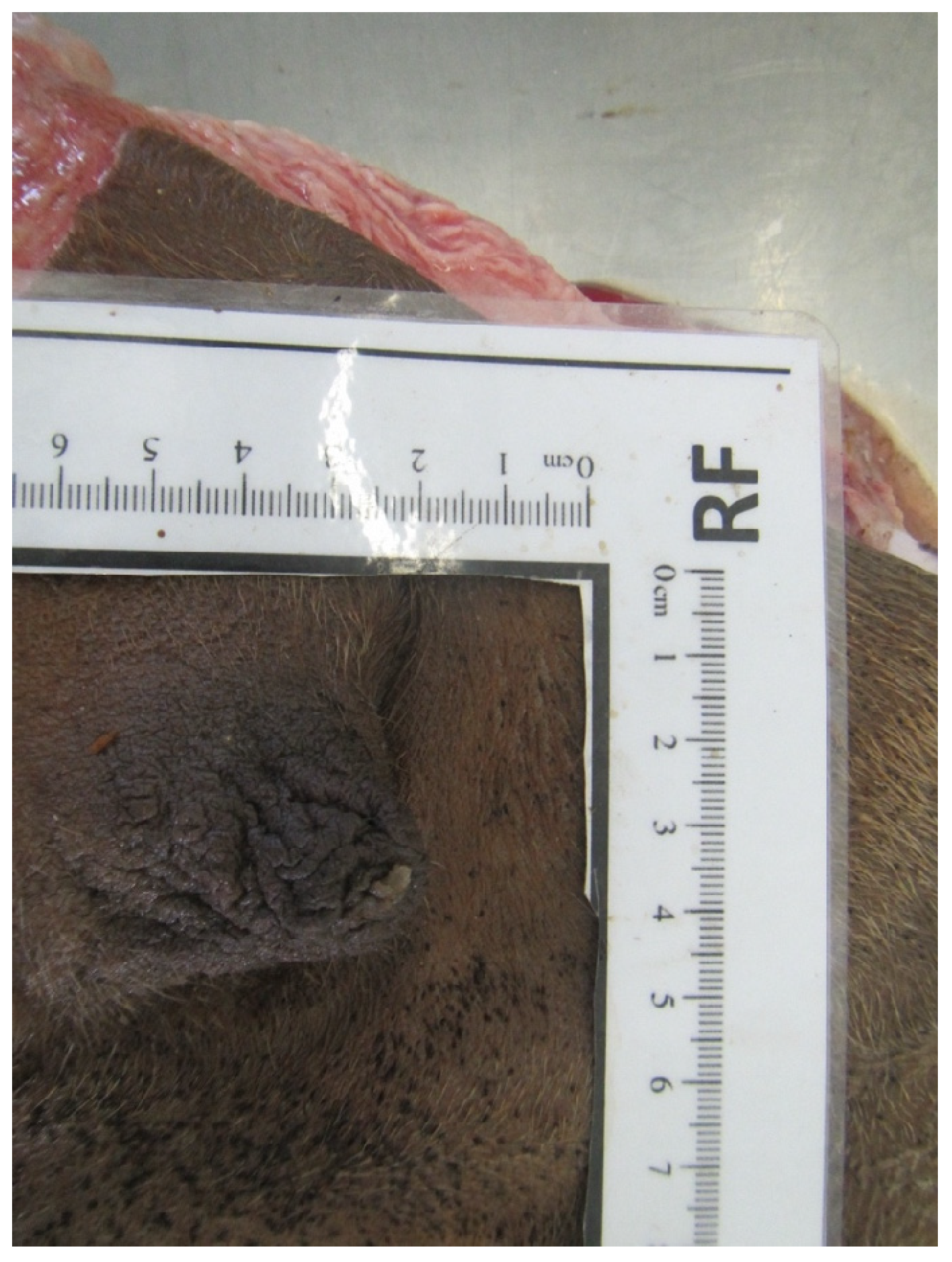 Animals 14 01674 g009