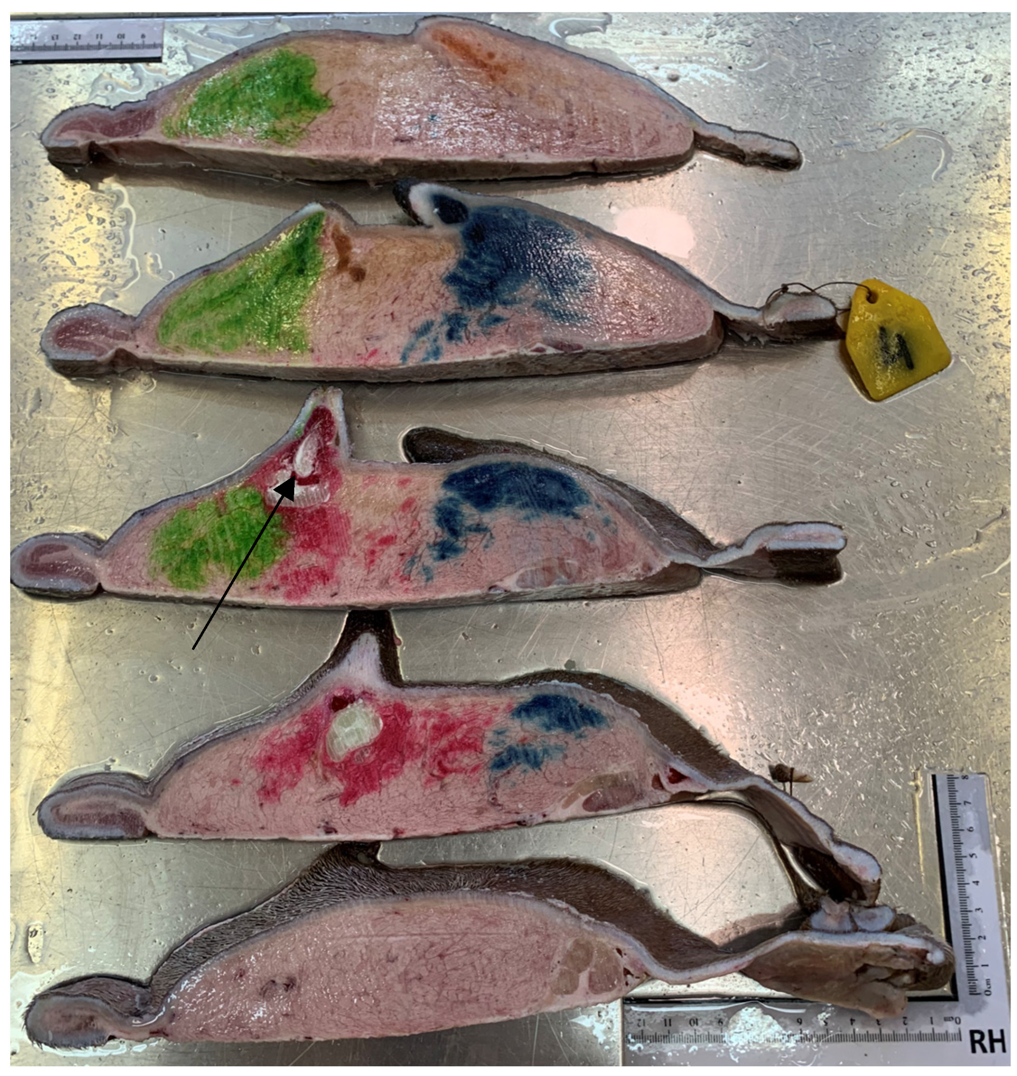 Animals 14 01674 g011