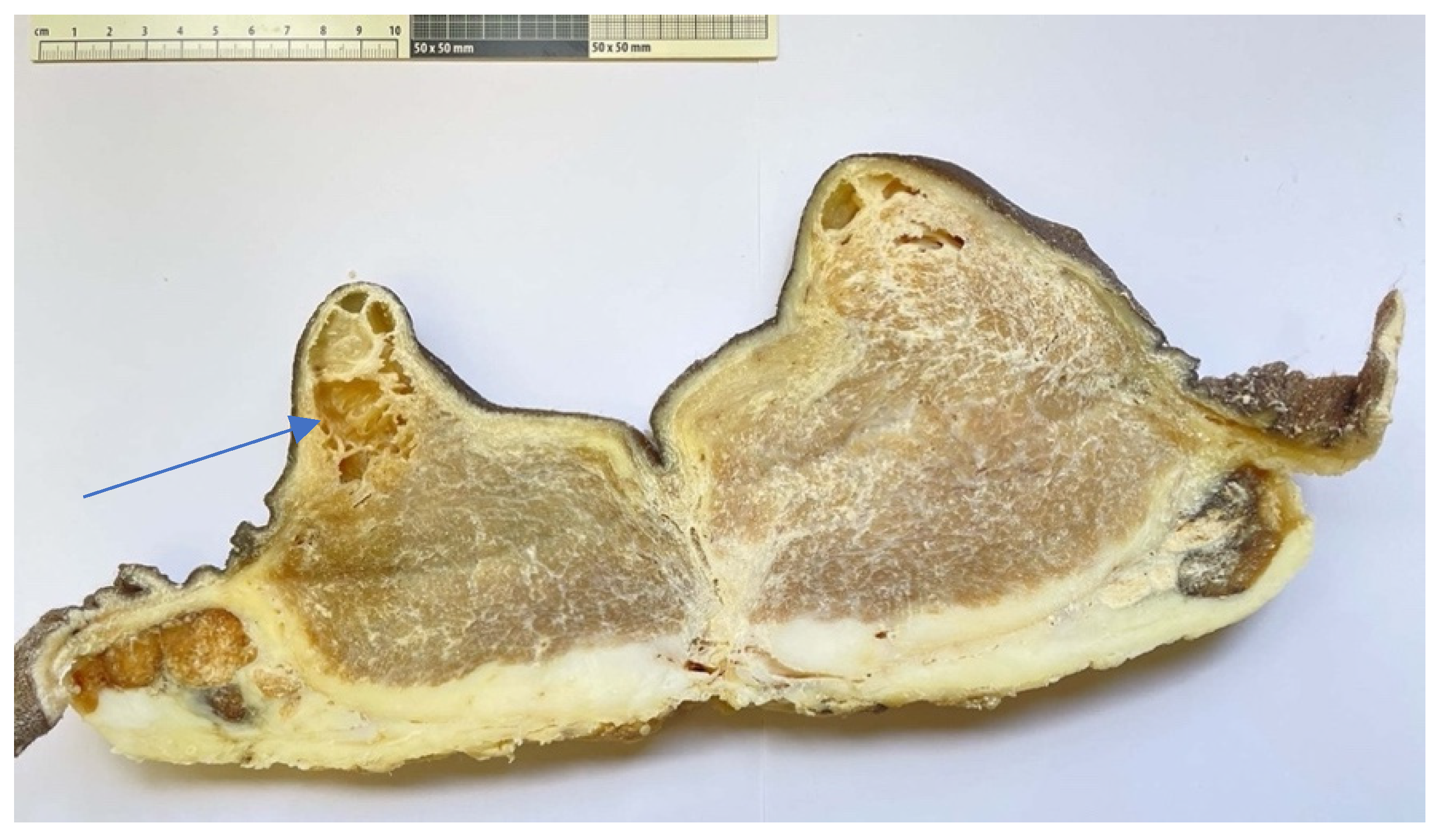 Animals 14 01674 g014