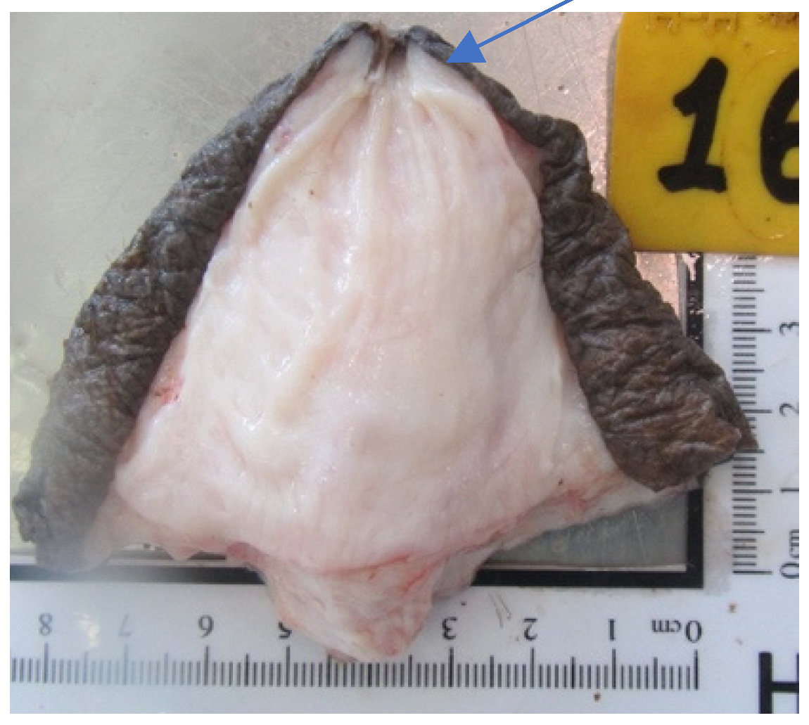 Animals 14 01674 g015