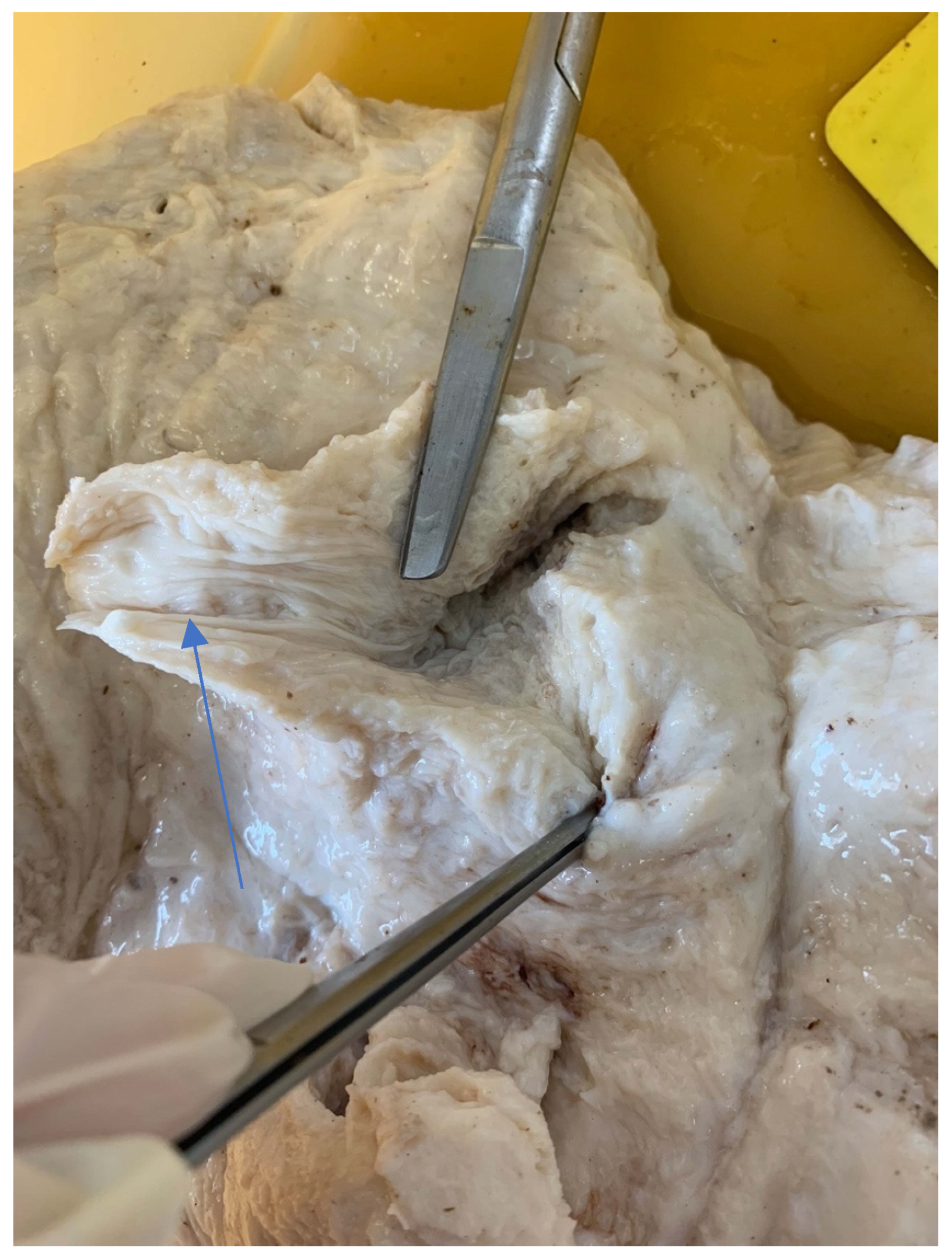 Animals 14 01674 g016