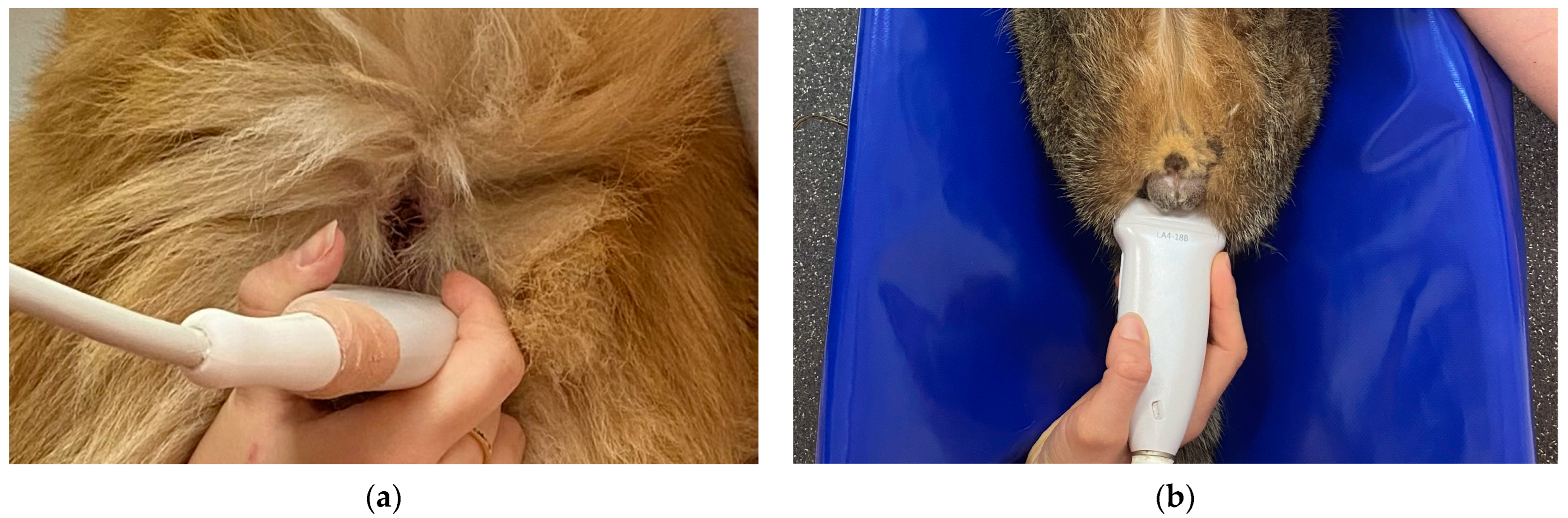 Animals 14 01684 g001