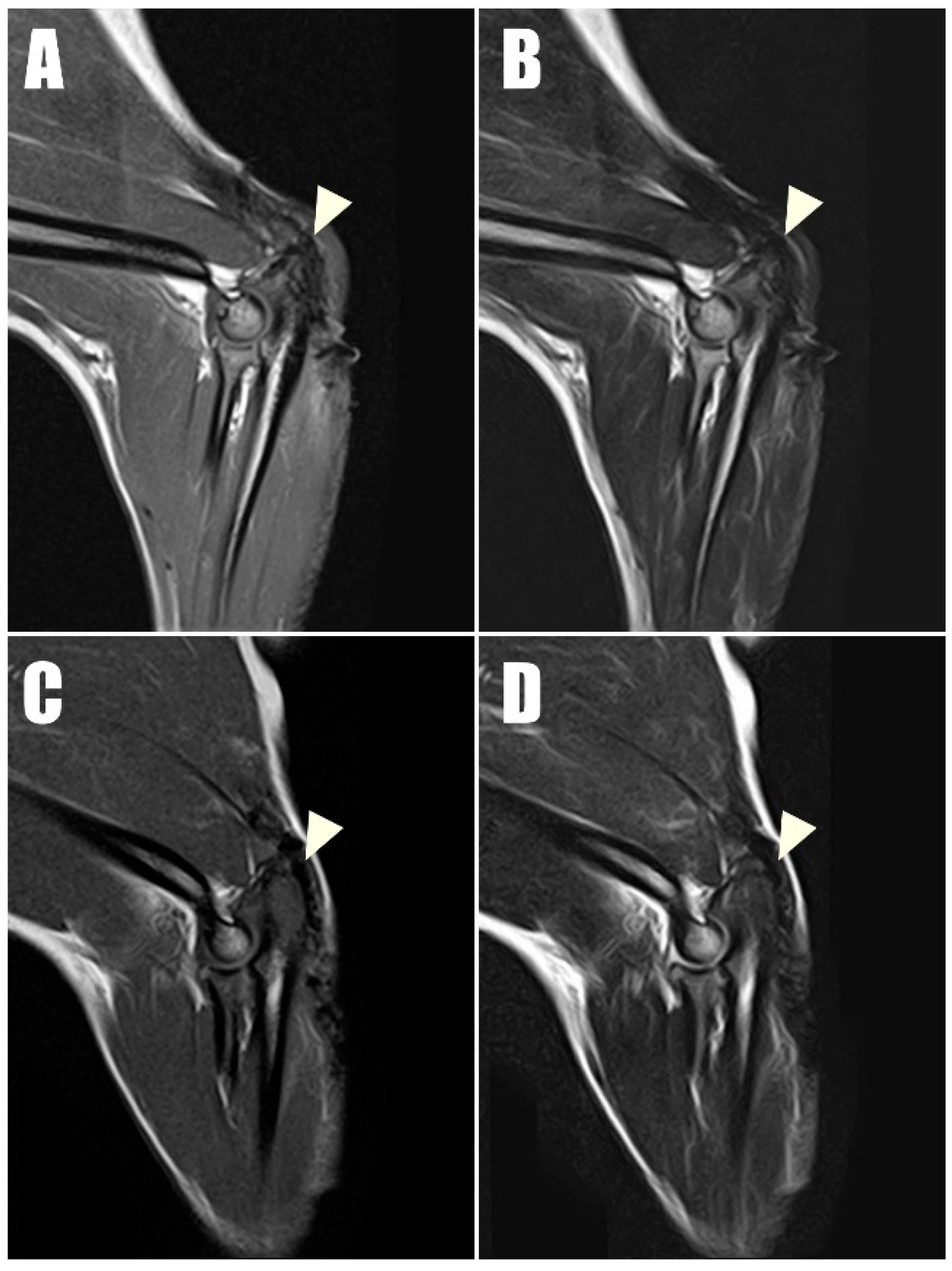 Animals 14 01687 g008