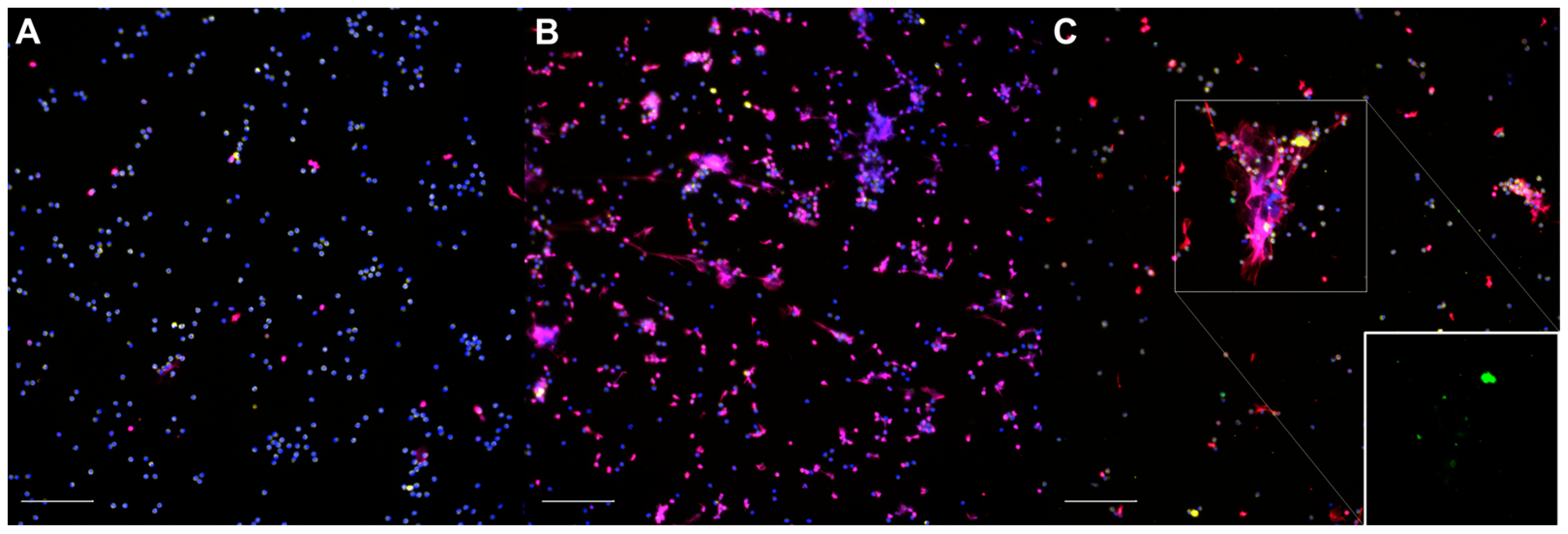 Animals 14 01694 g001