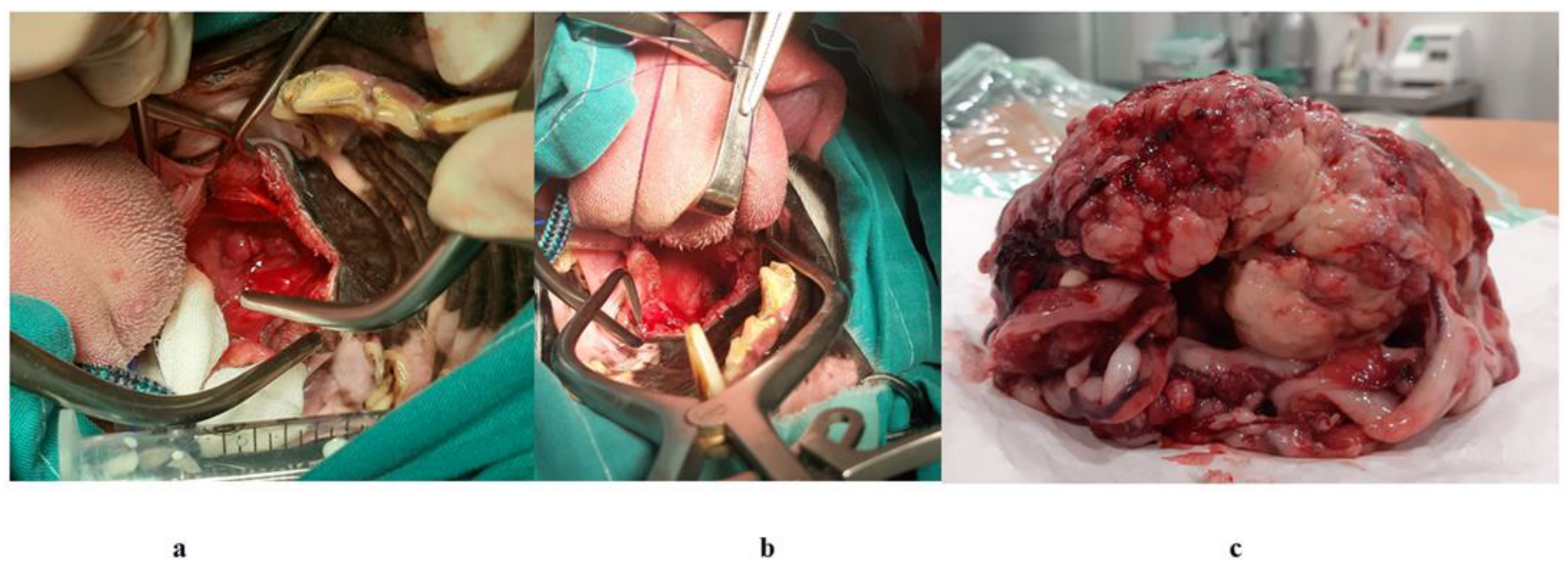 Animals 14 01733 g001