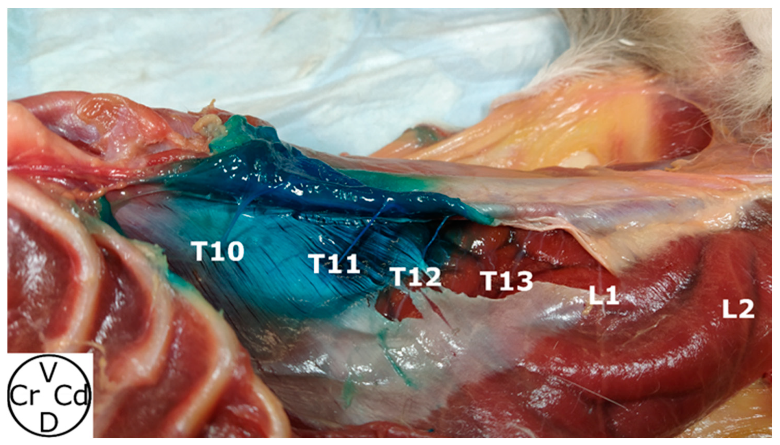 Animals 14 01743 g005