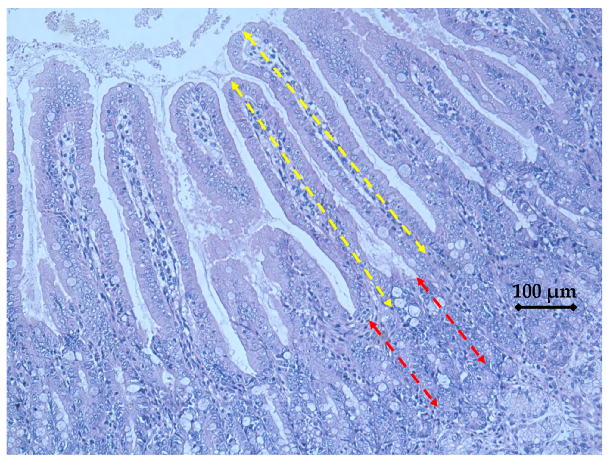 Animals 14 01749 g001