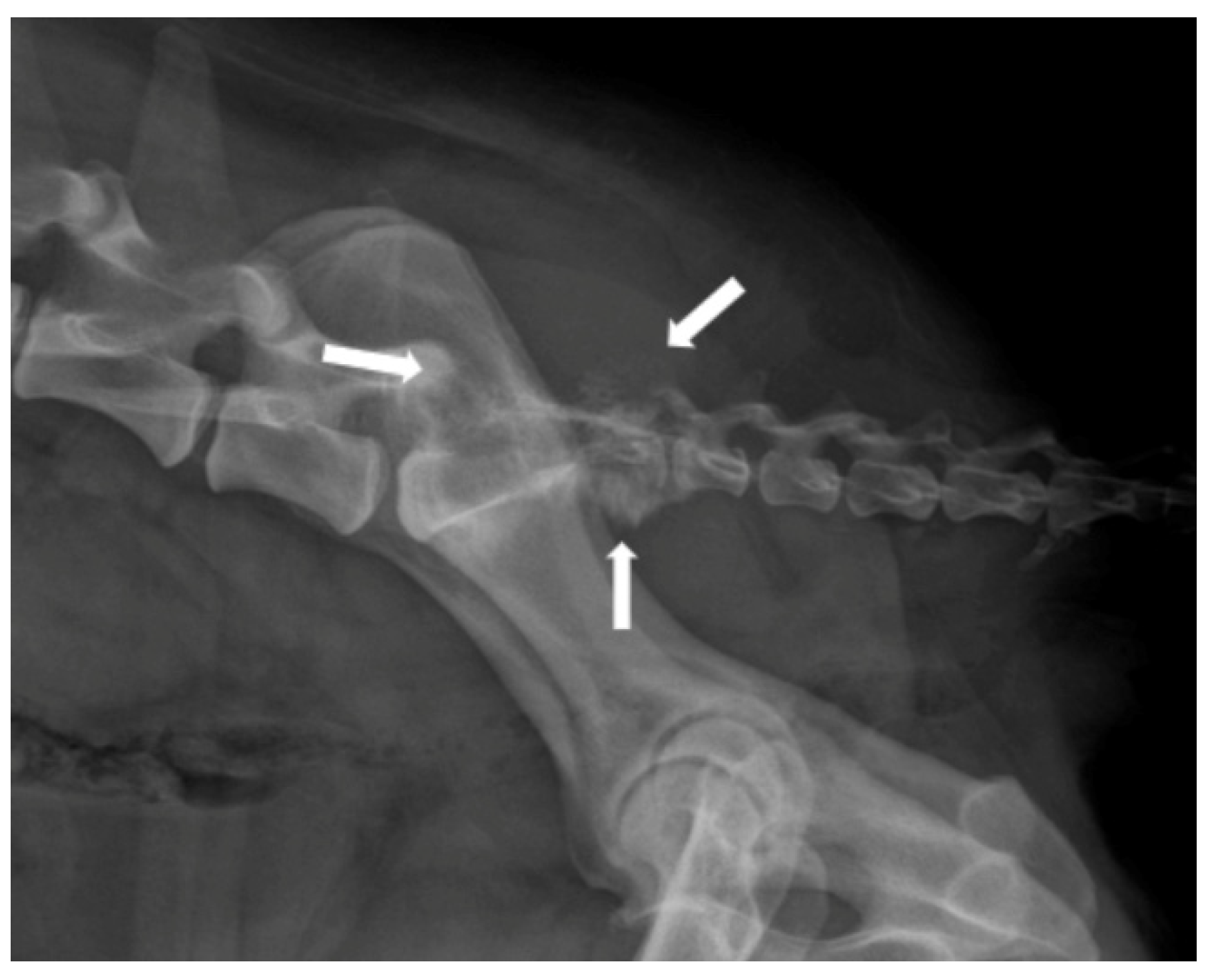 Animals 14 01753 g004