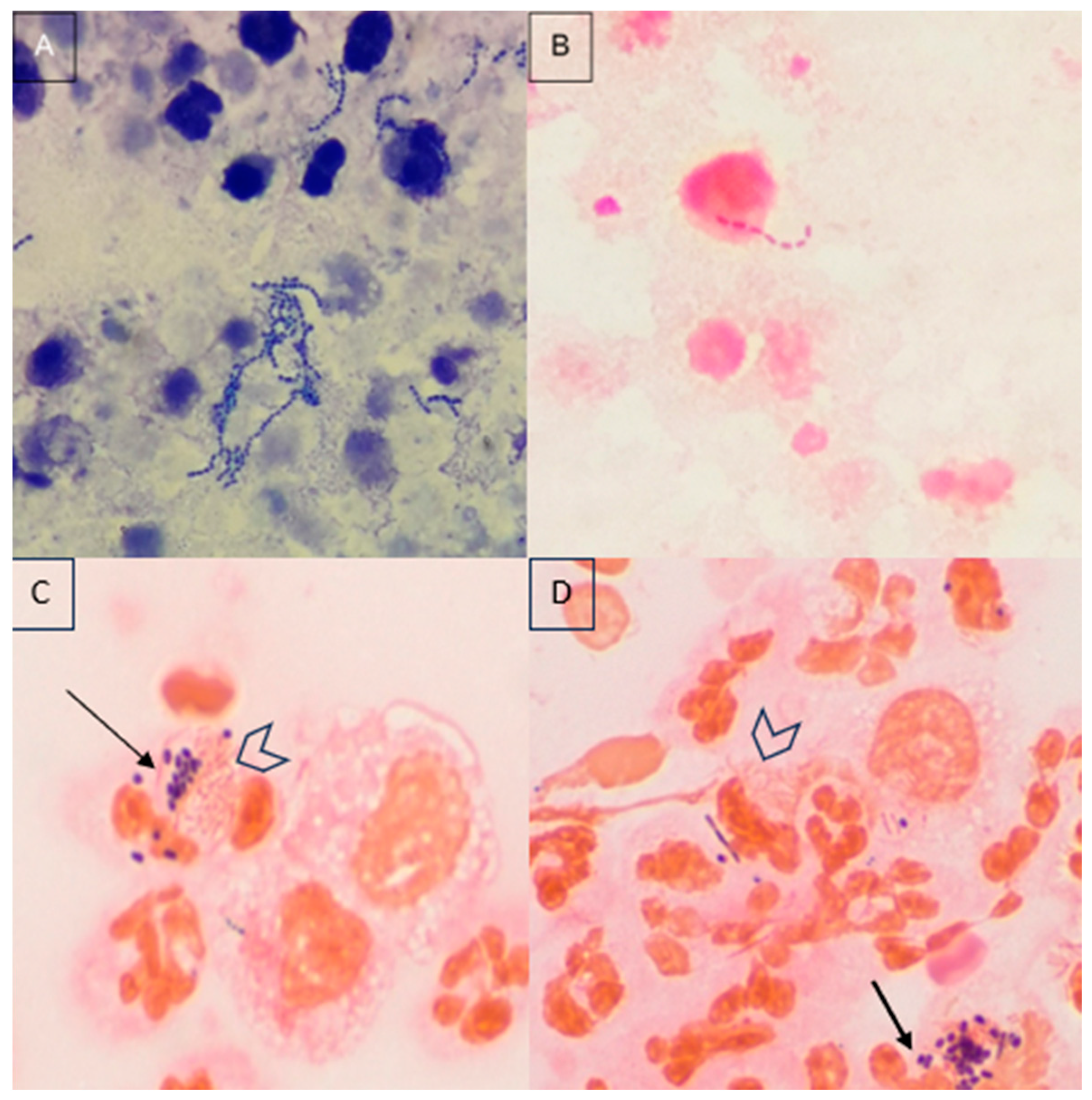 Animals 14 01762 g001