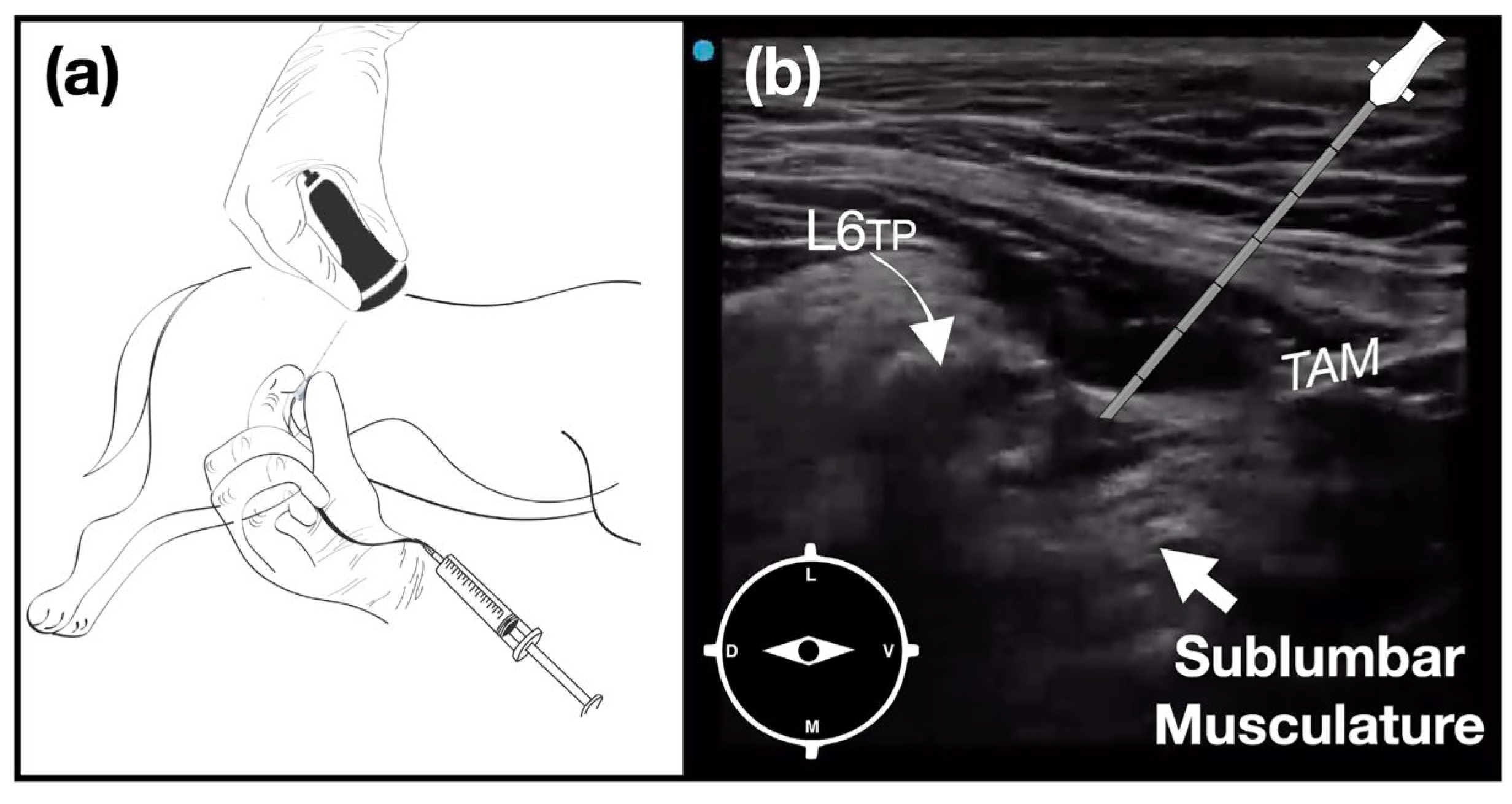 Animals 14 01764 g002