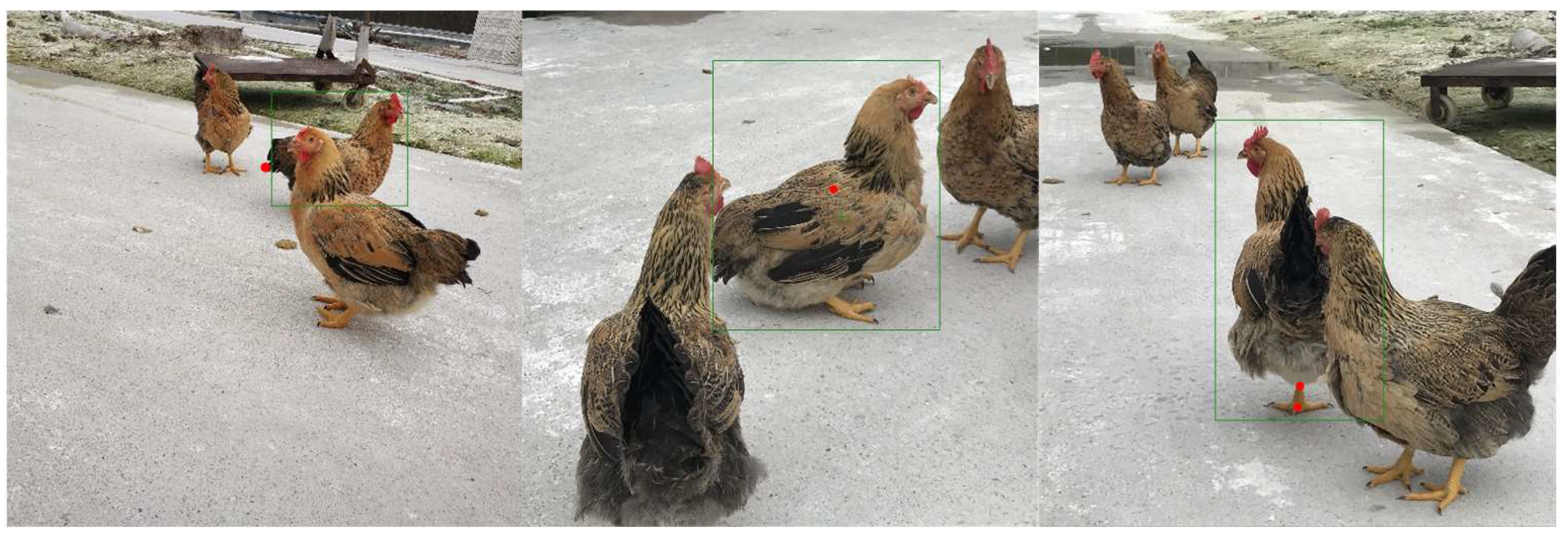 Animals 14 01774 g011