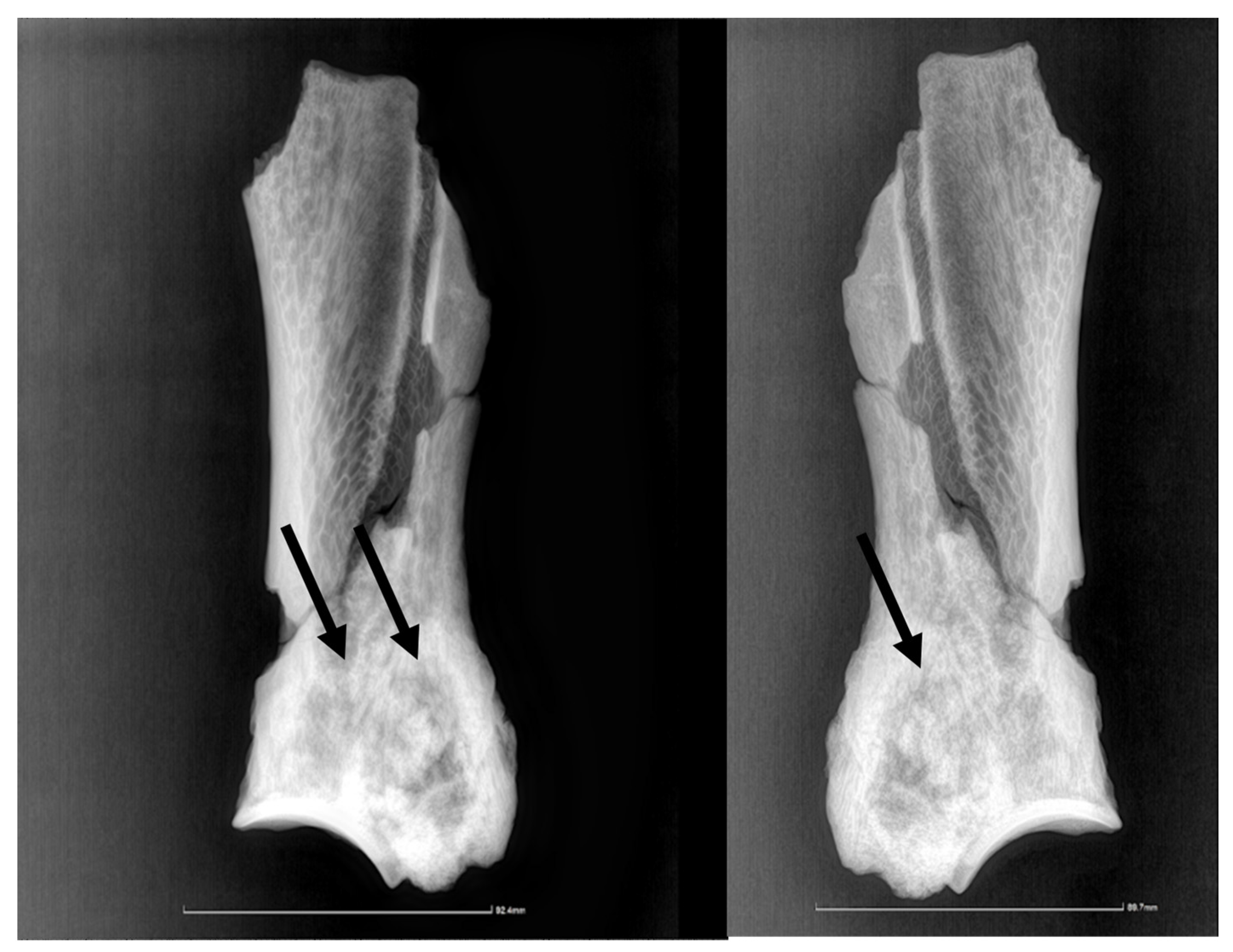 Animals 14 01775 g002