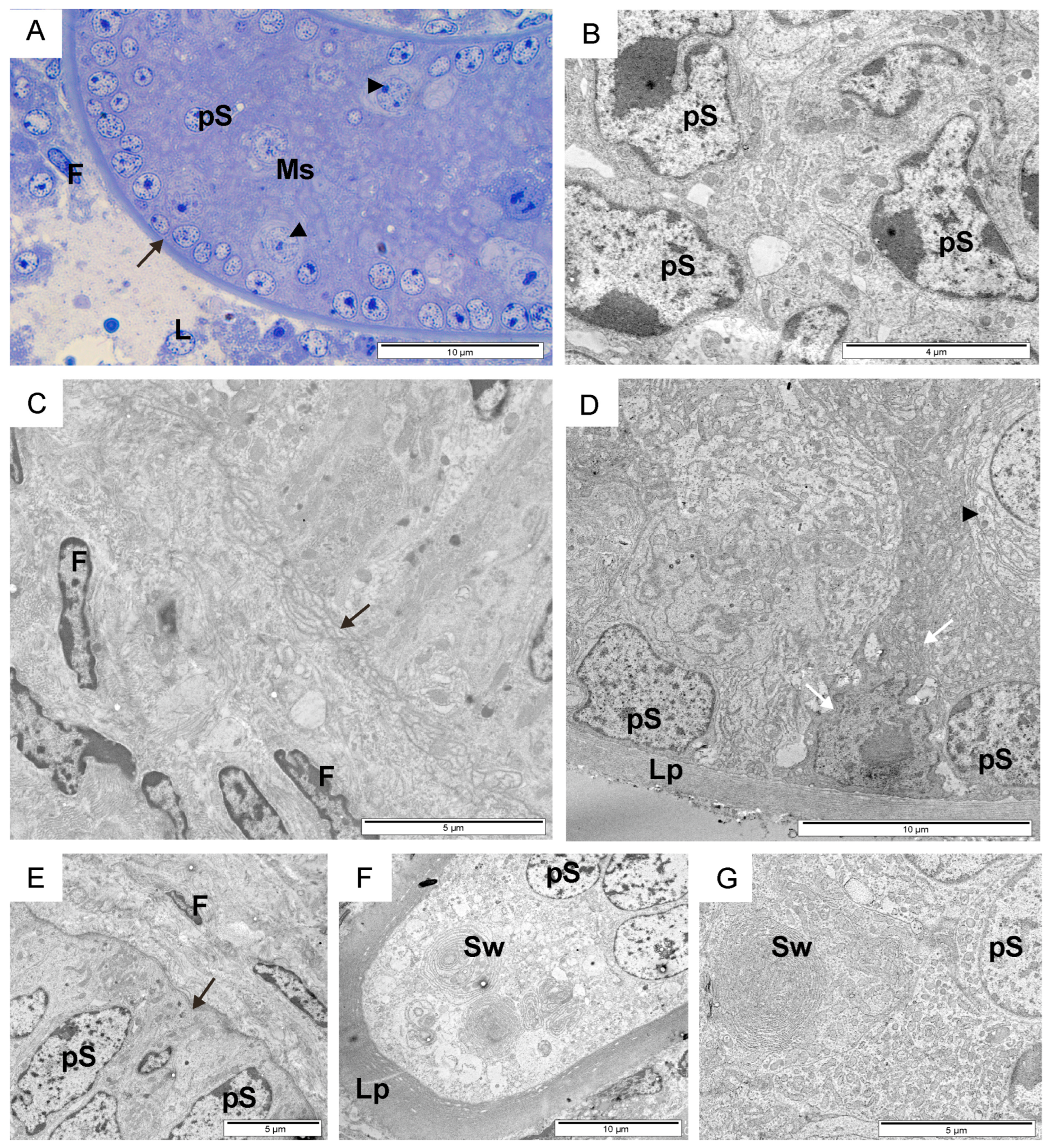 Animals 14 01777 g001