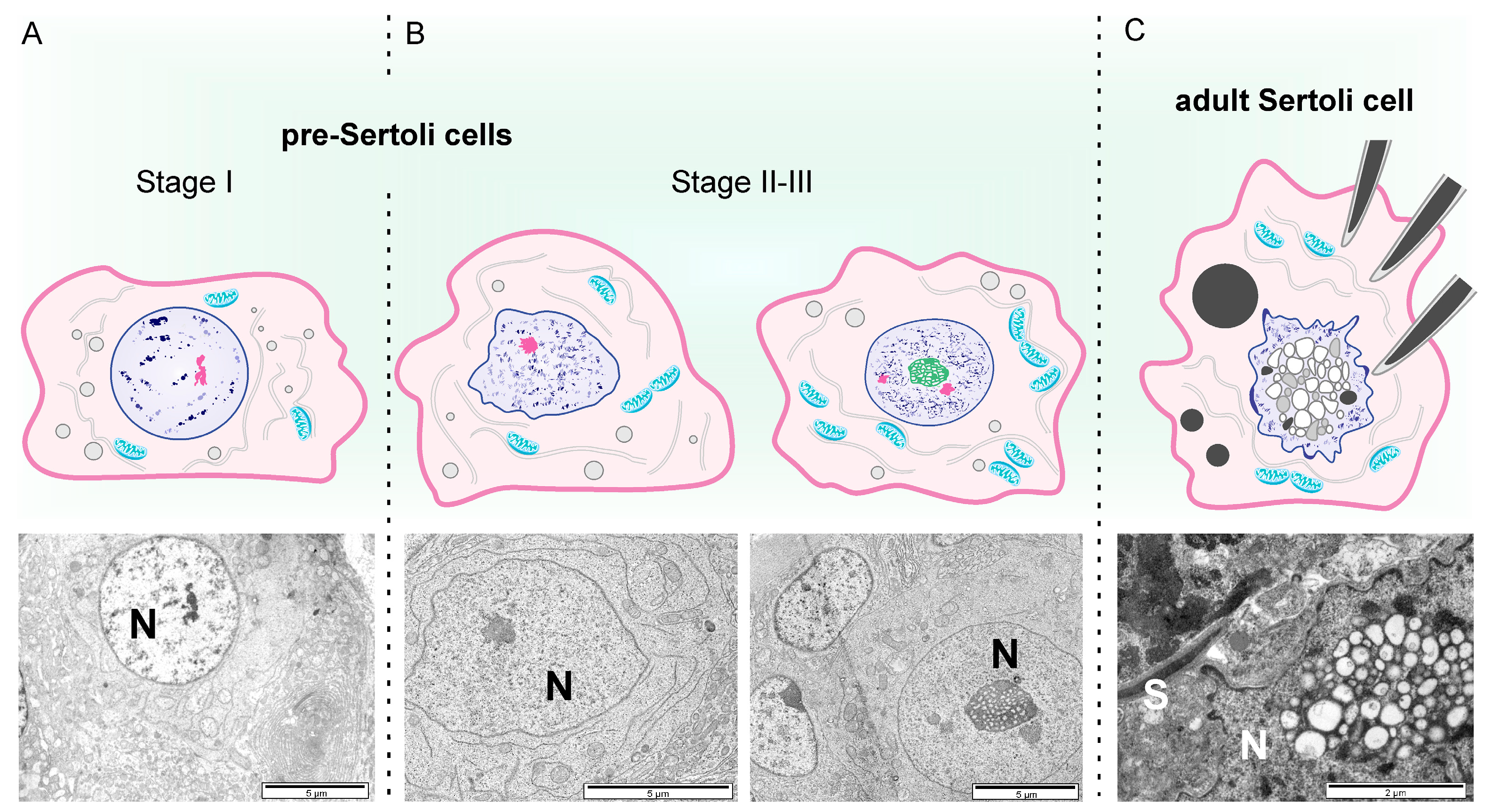 Animals 14 01777 g002