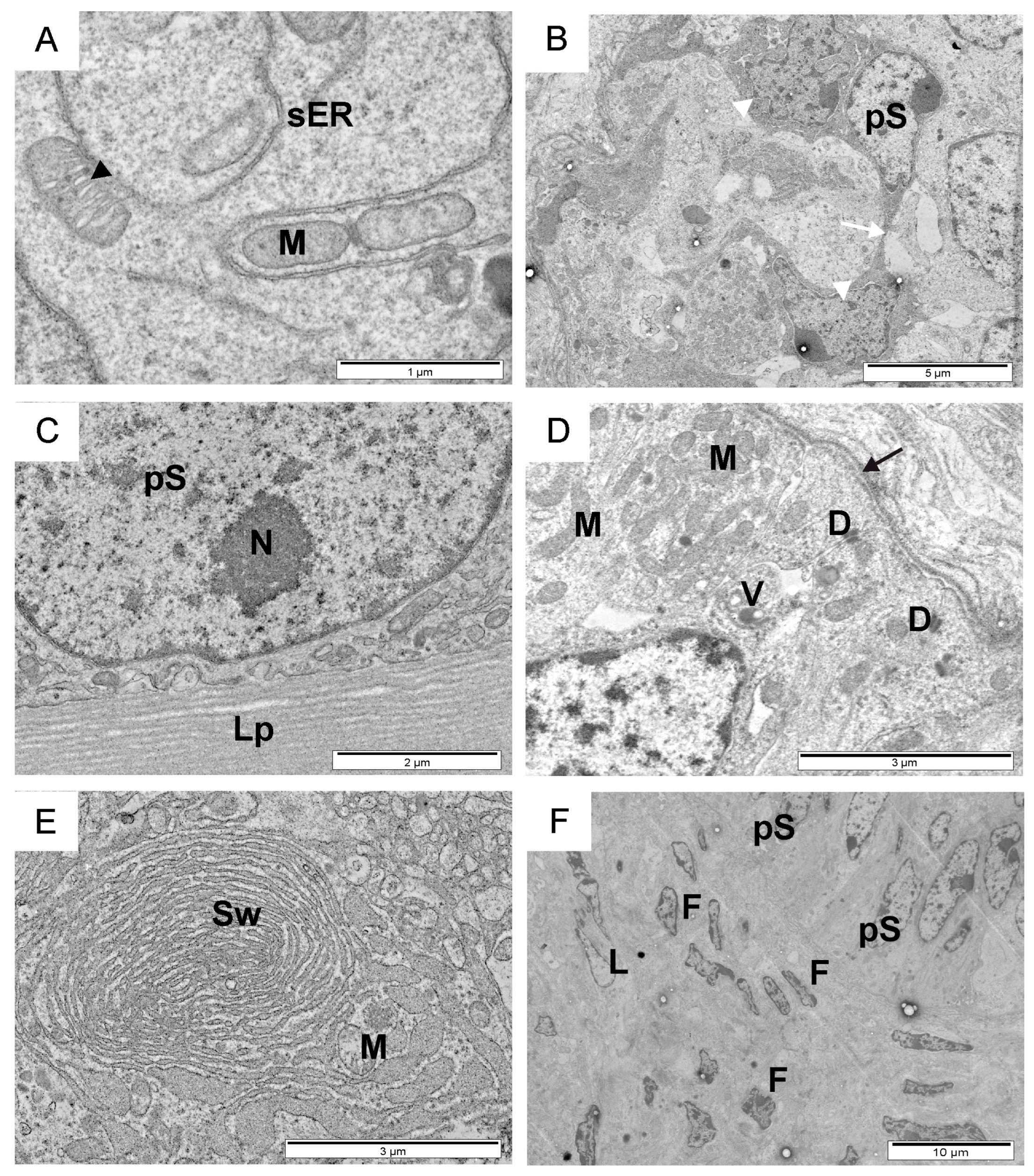 Animals 14 01777 g003