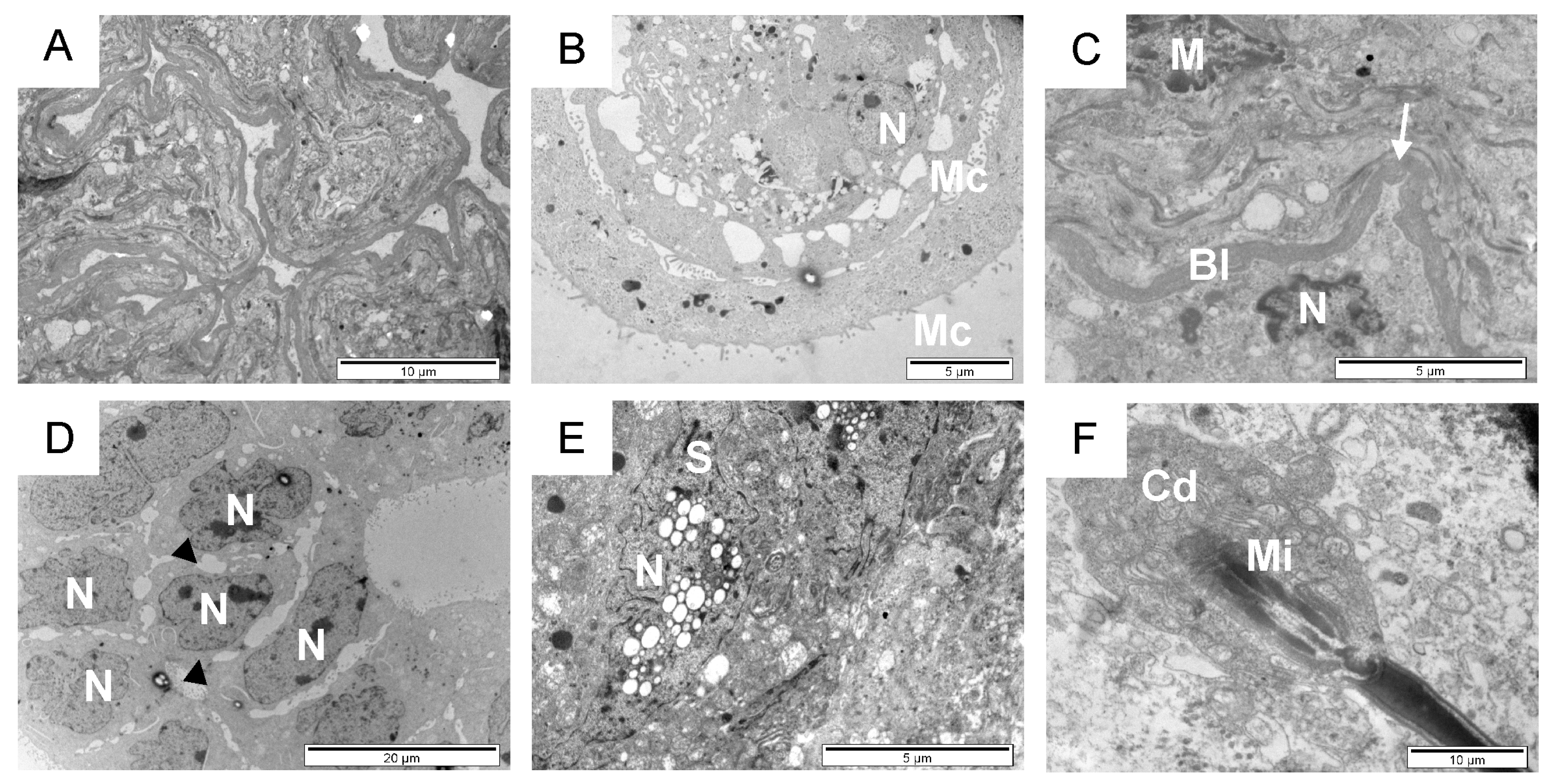 Animals 14 01777 g004