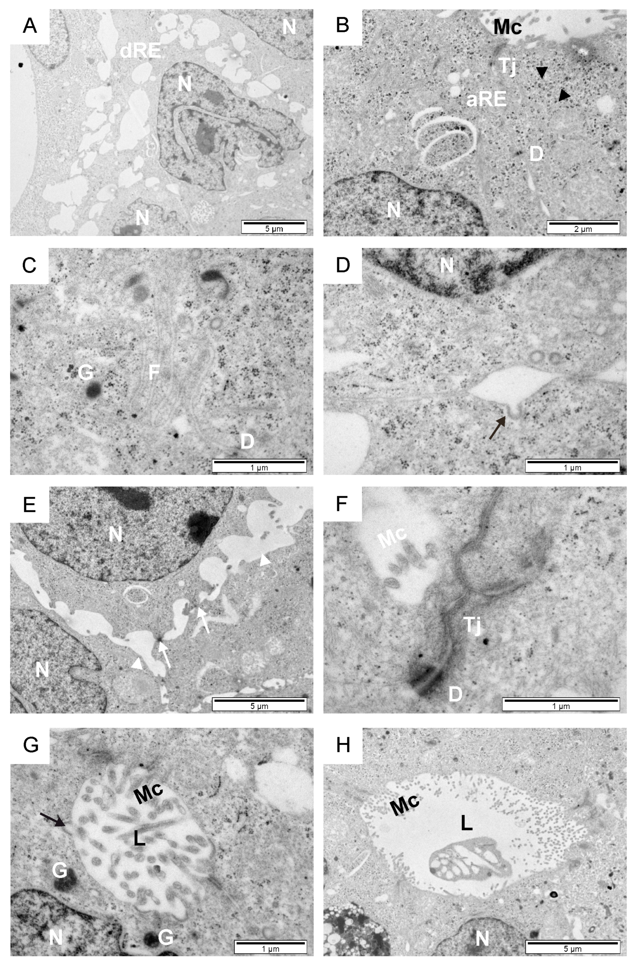 Animals 14 01777 g005