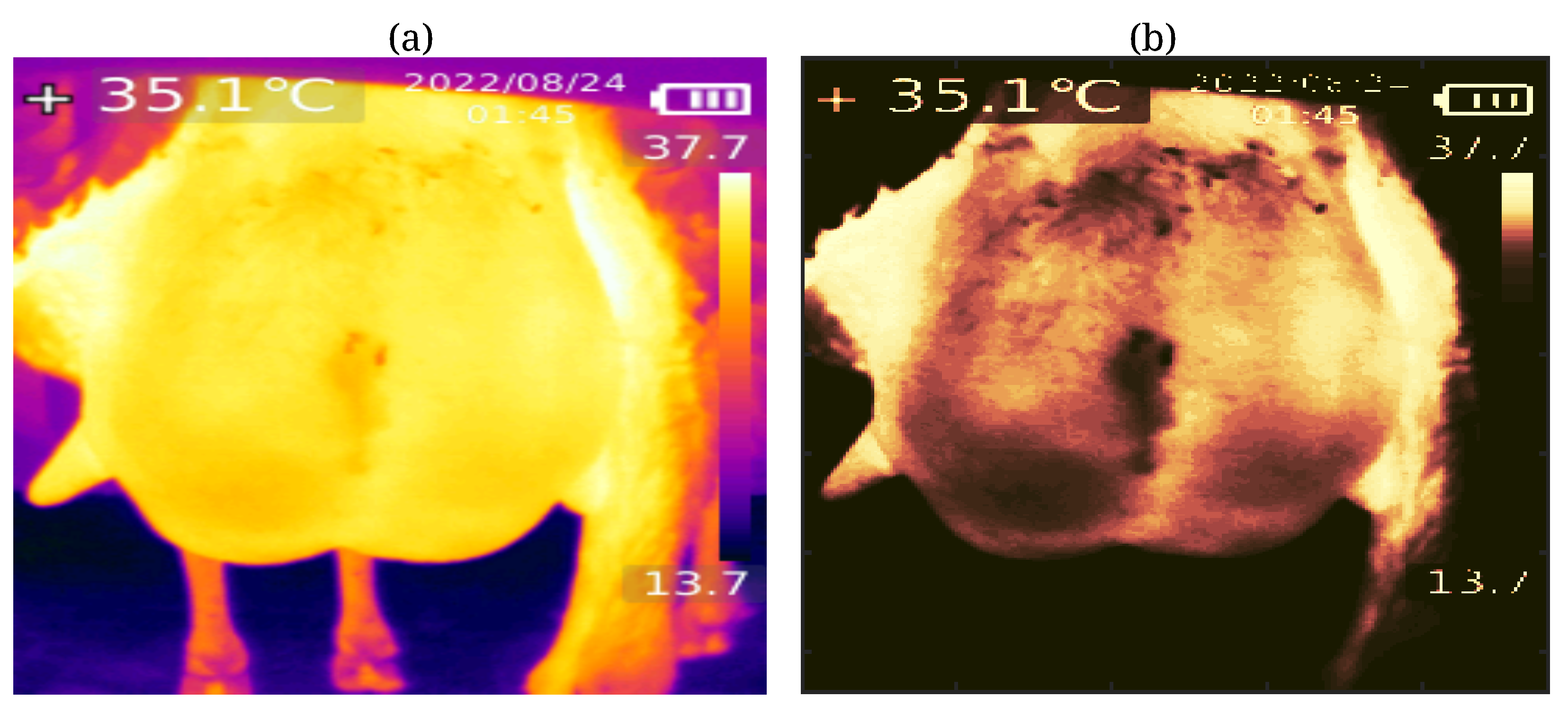 Animals 14 01797 g002