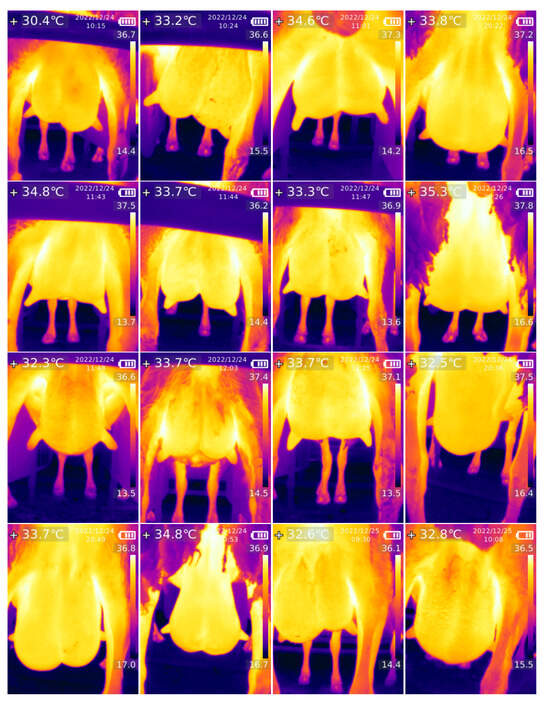 Animals 14 01797 g0a1