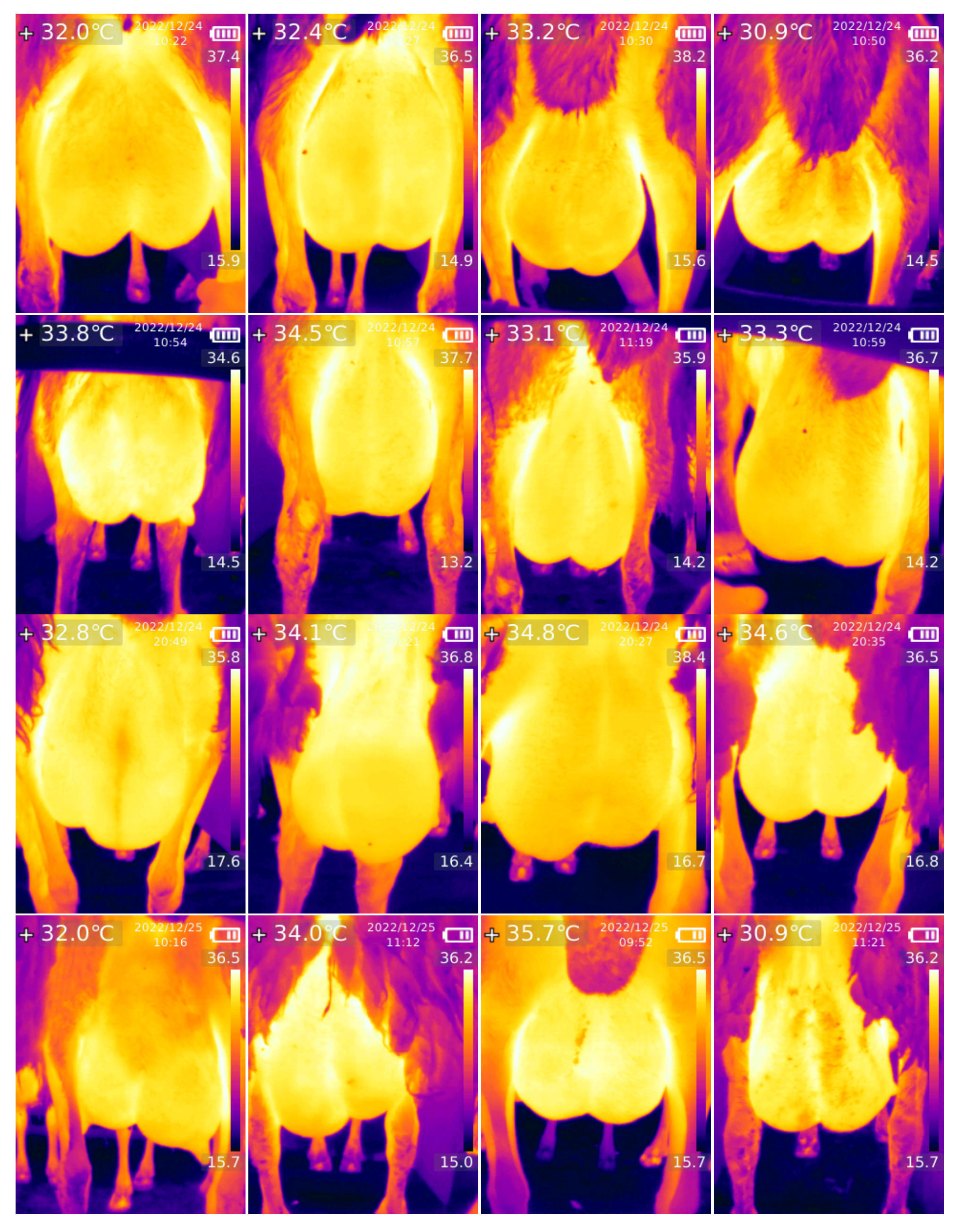 Animals 14 01797 g0a2