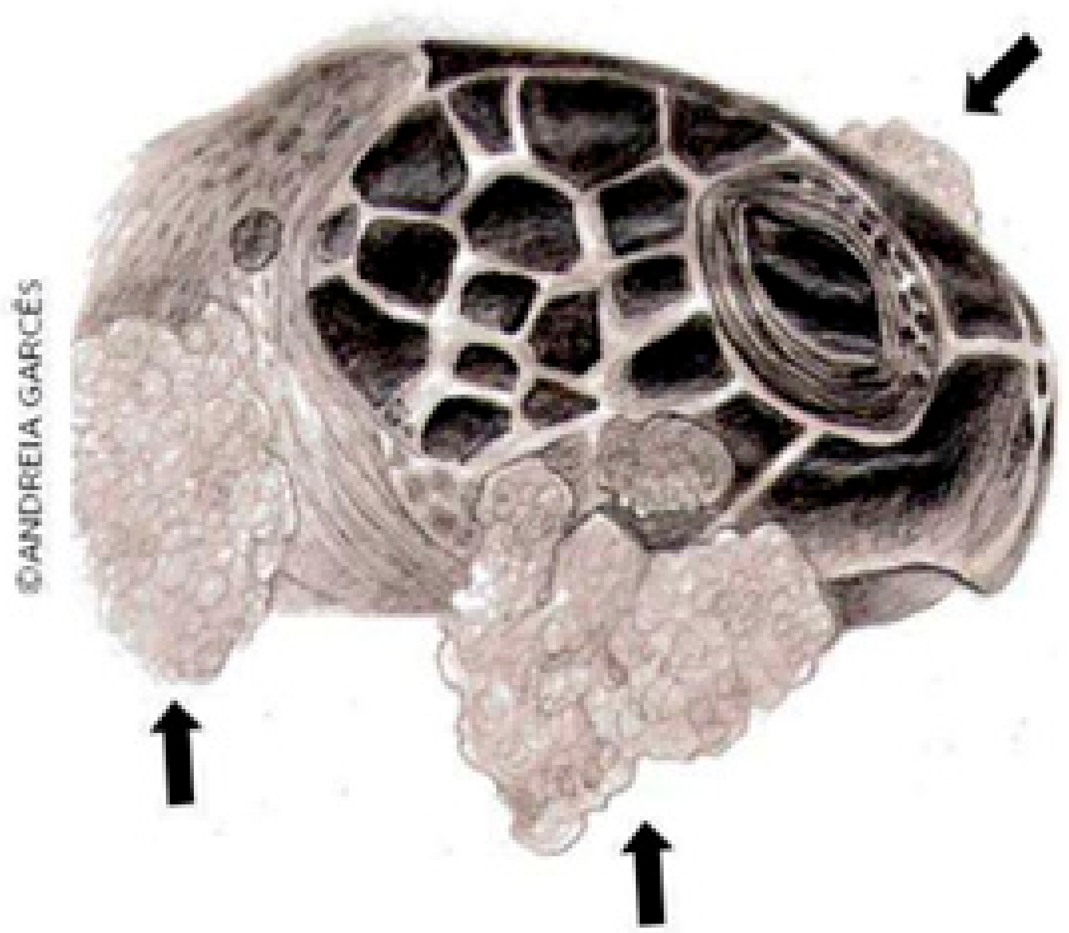 Animals 14 01809 g001