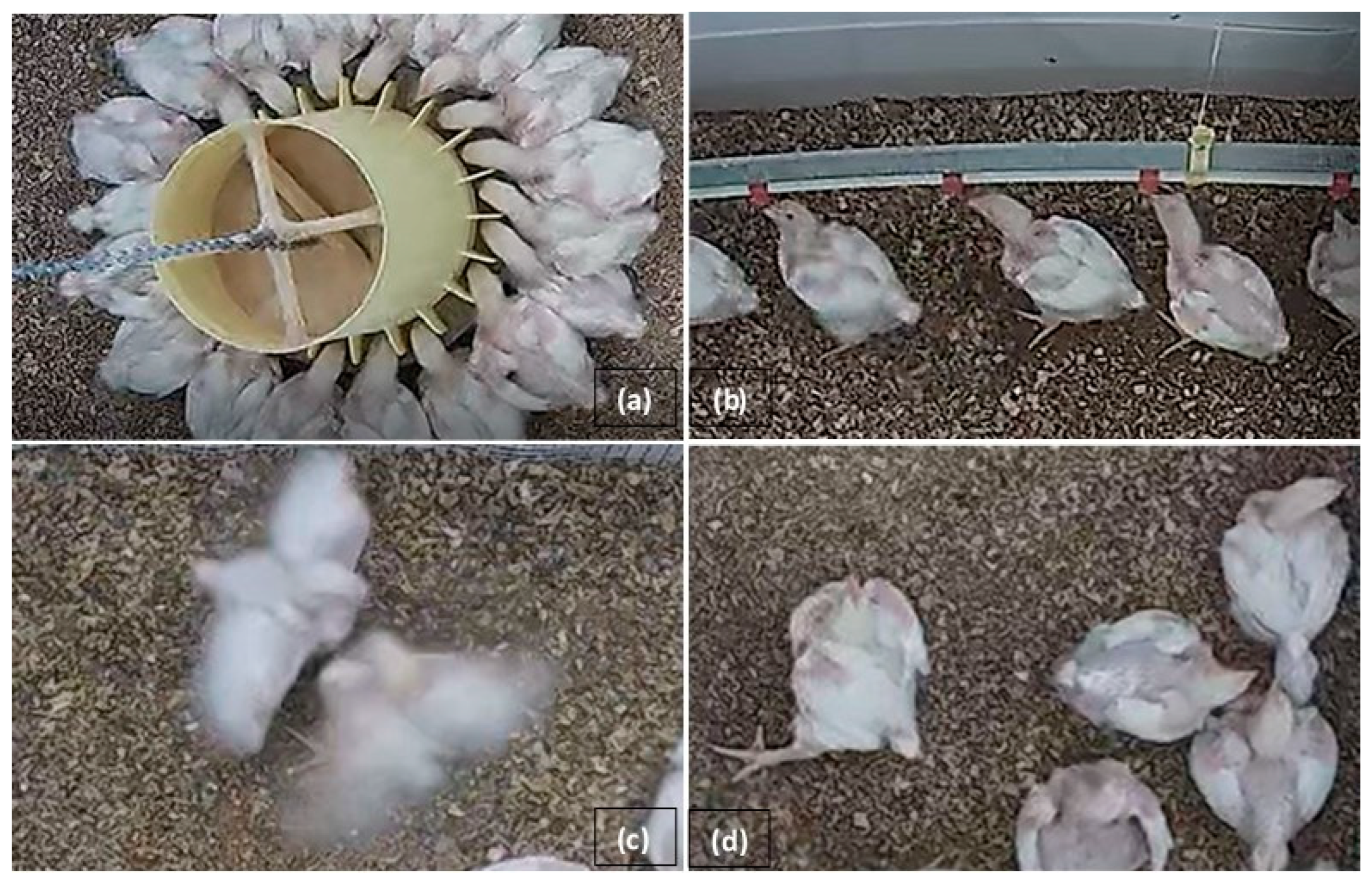 Animals 14 01827 g002