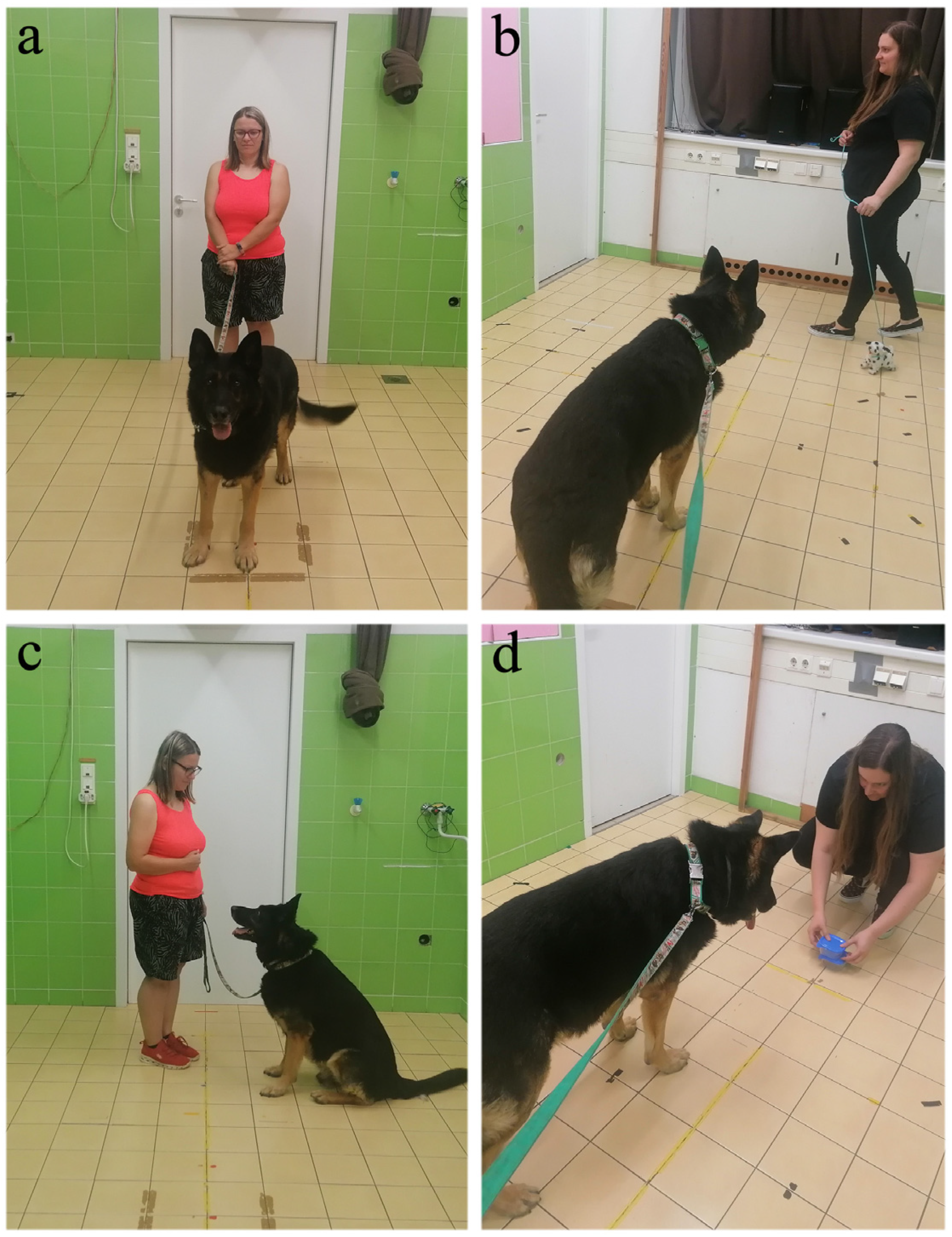 Animals 14 01841 g001