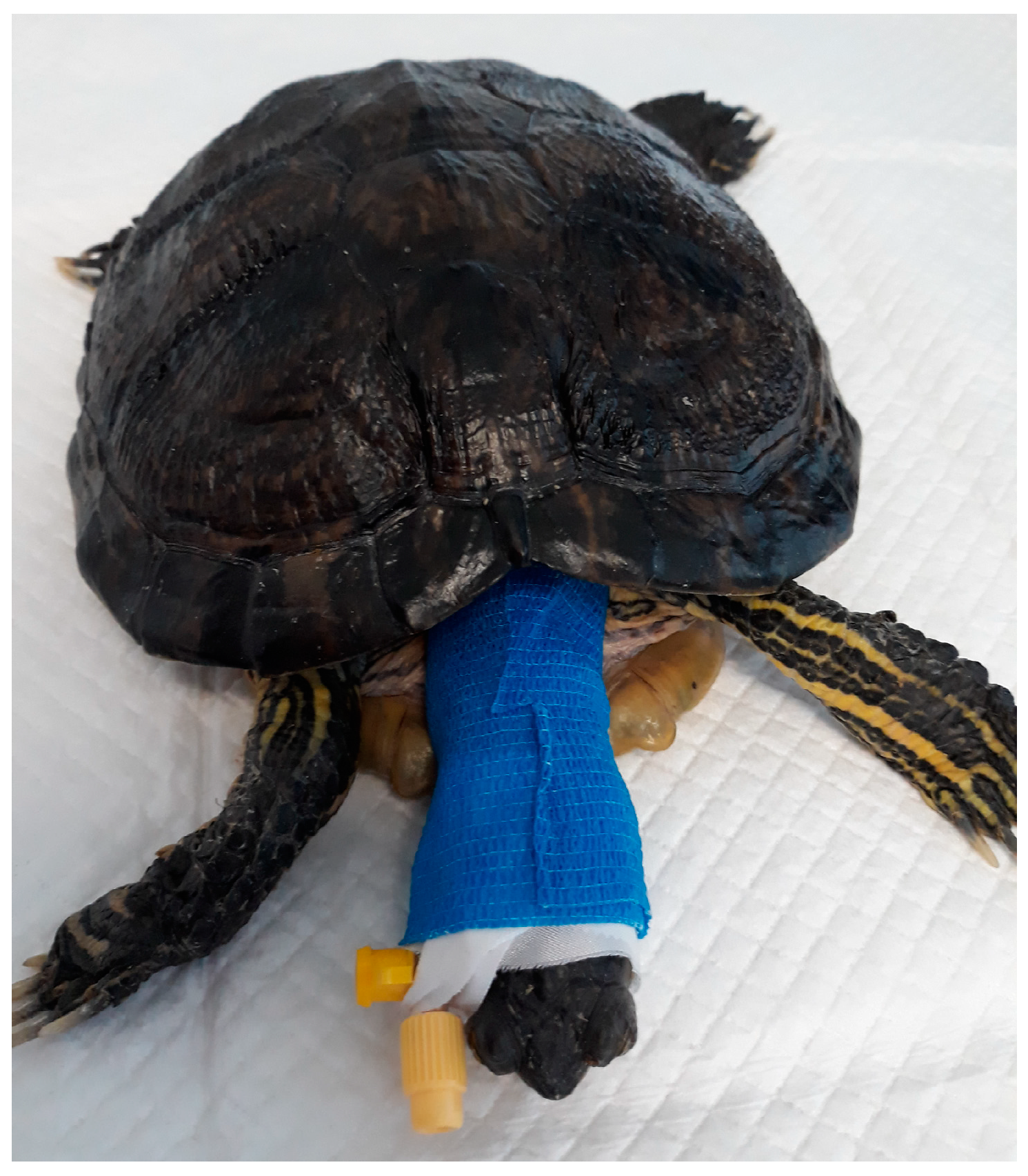 Animals 14 01847 g001