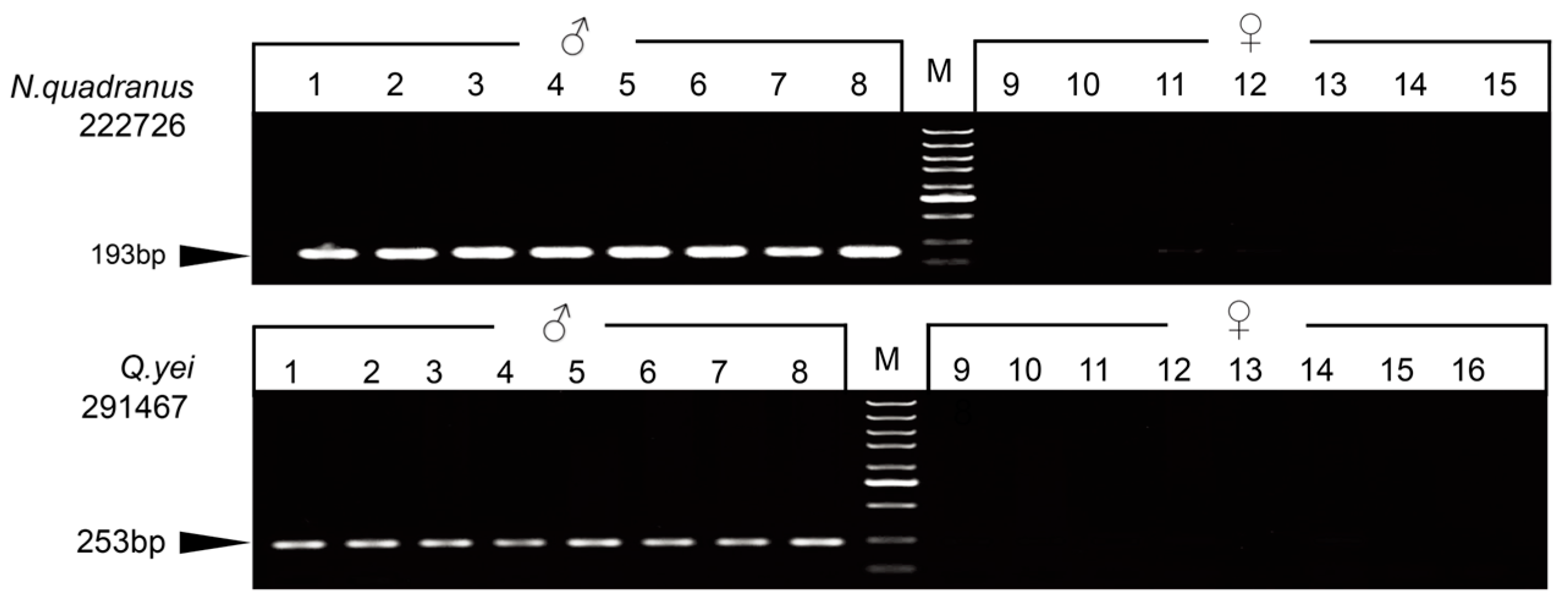 Animals 14 01849 g001 Animals 14 01849 g001