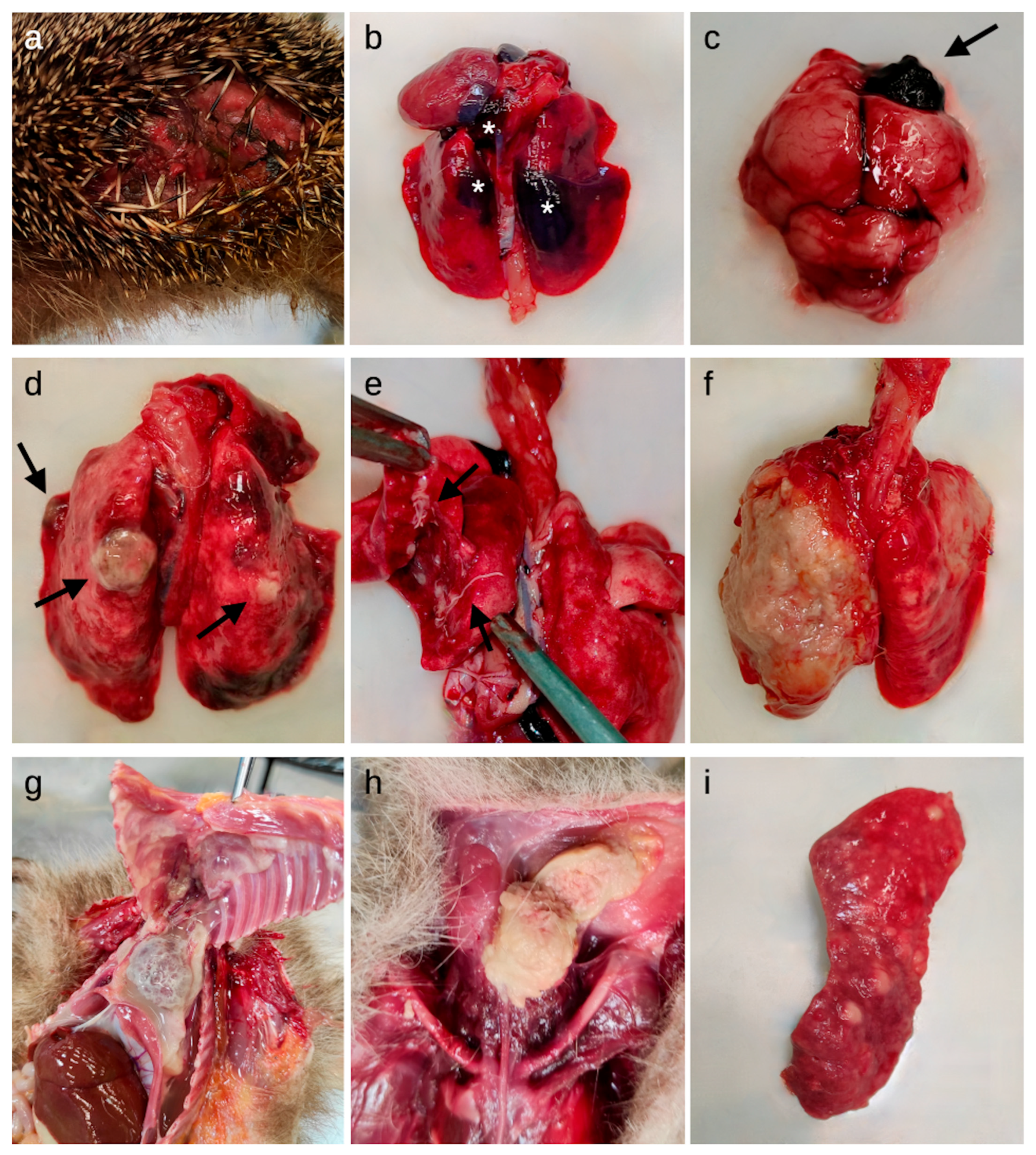 Animals 14 01852 g001