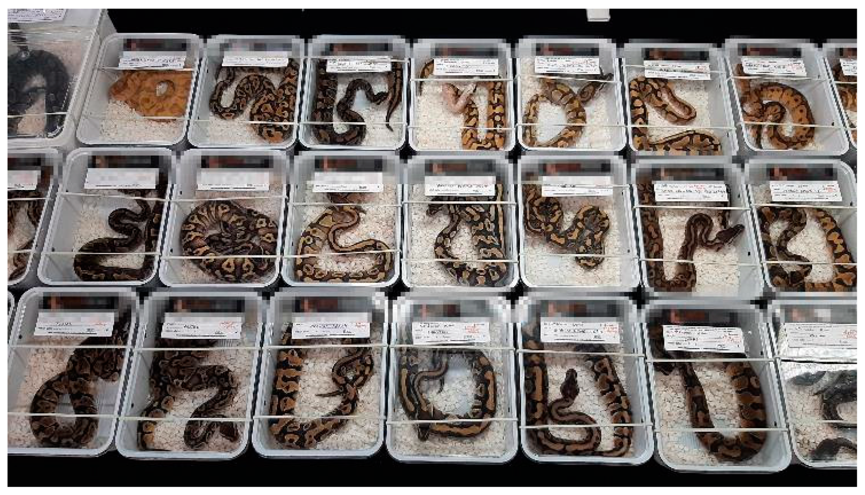 Animals 14 01872 g001