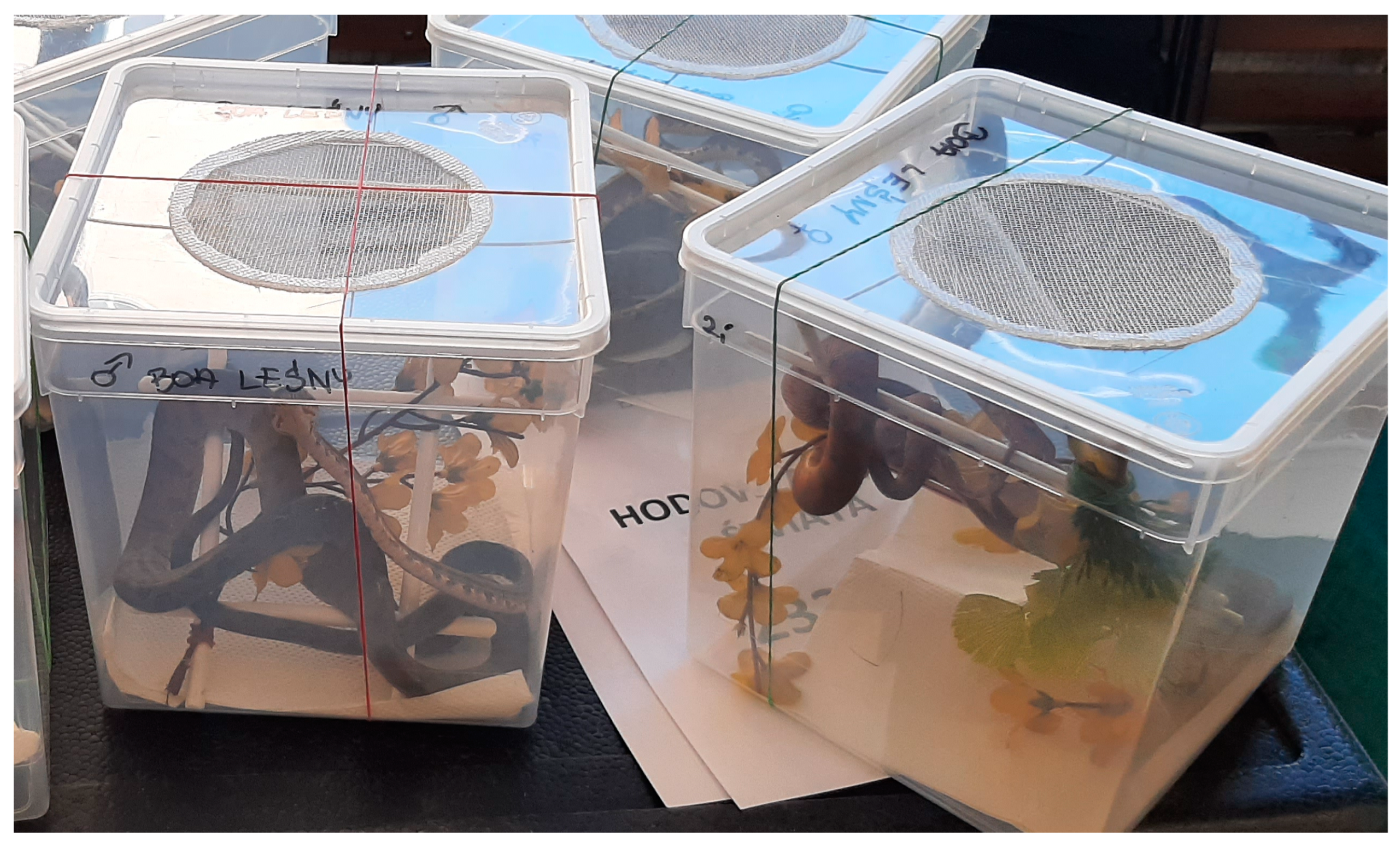 Animals 14 01872 g003