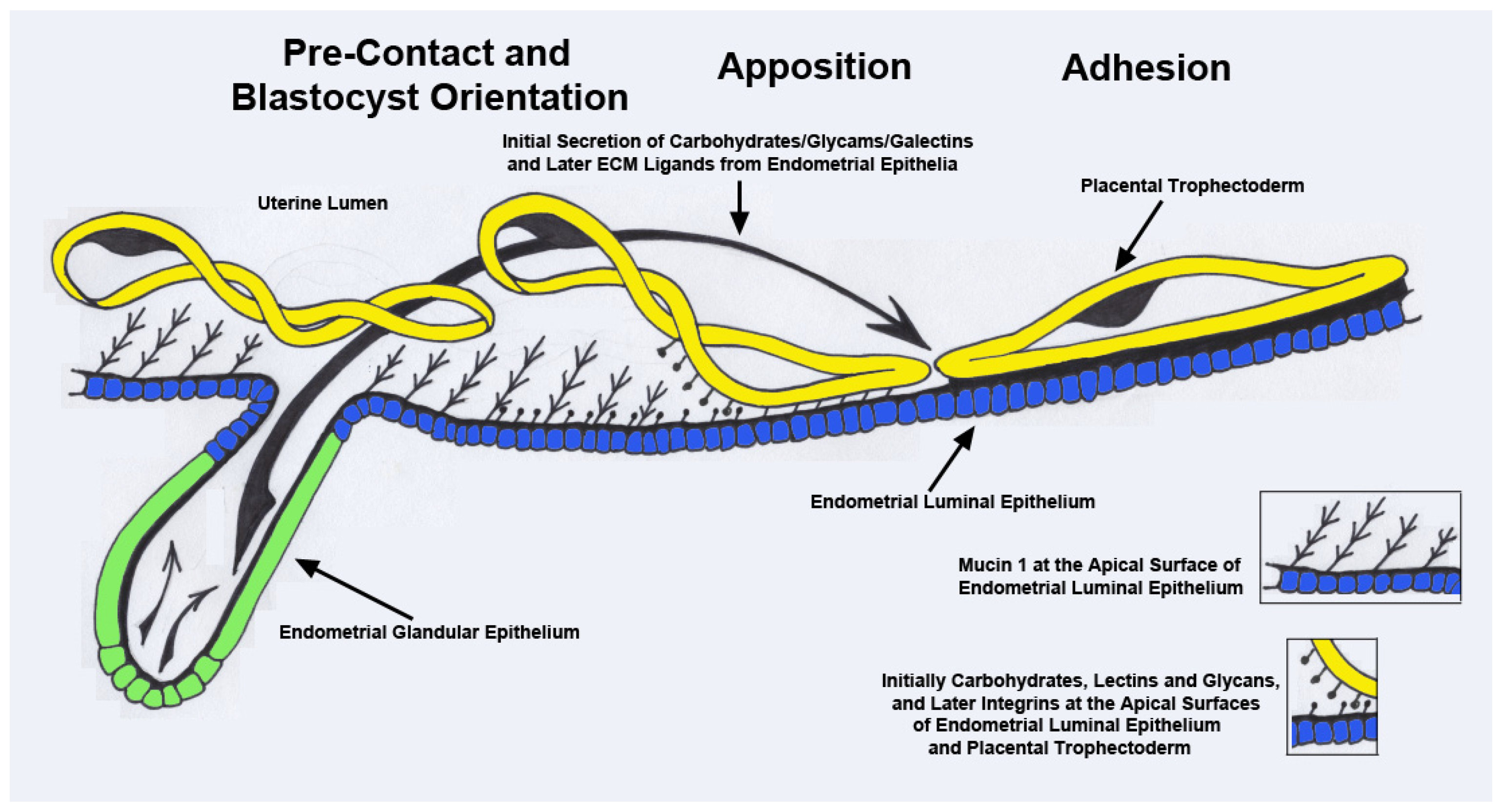 Animals 14 01882 g001