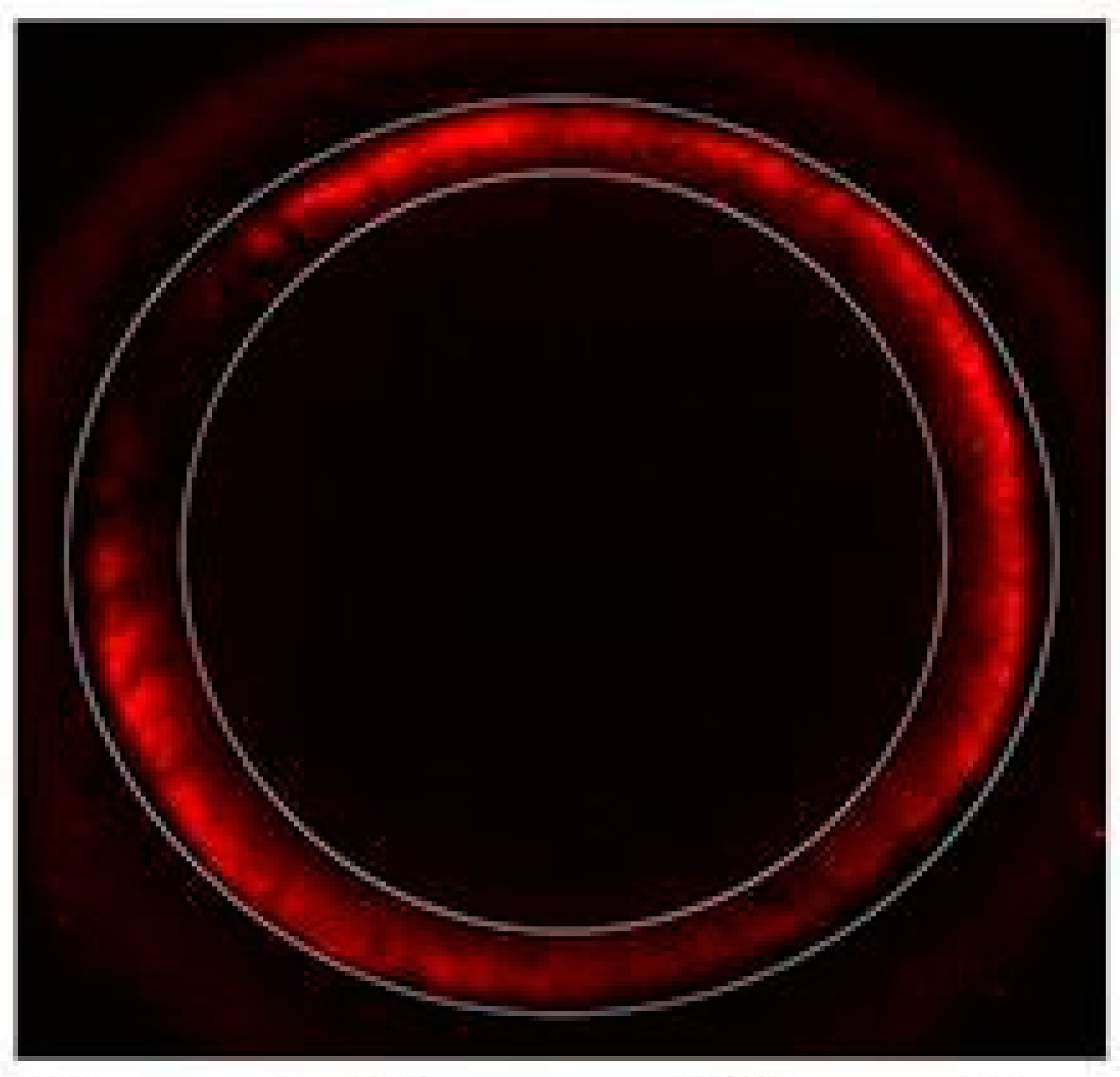 Animals 14 01893 g002