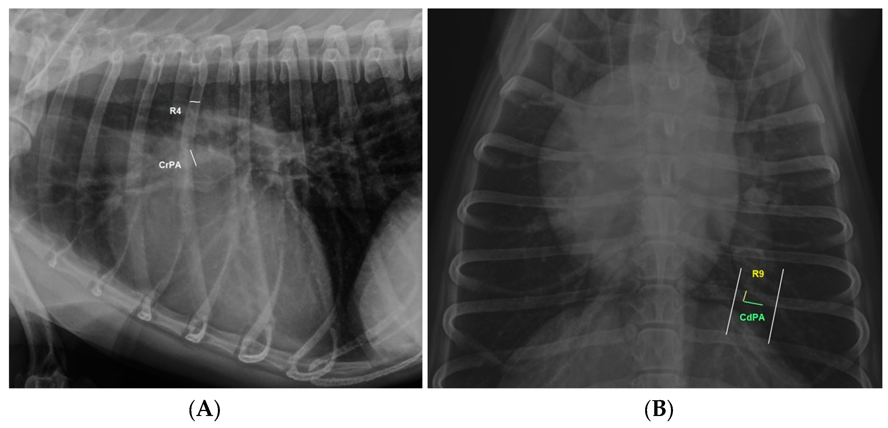 Animals 14 01900 g001