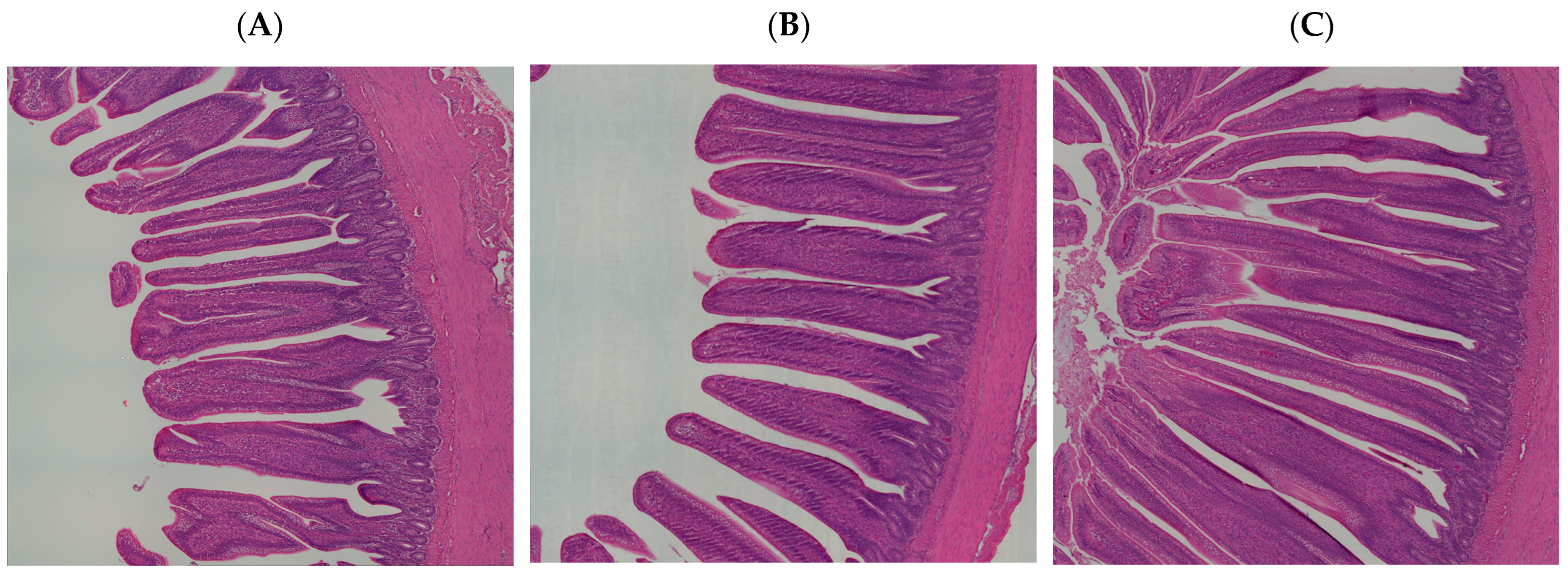 Animals 14 01932 g005