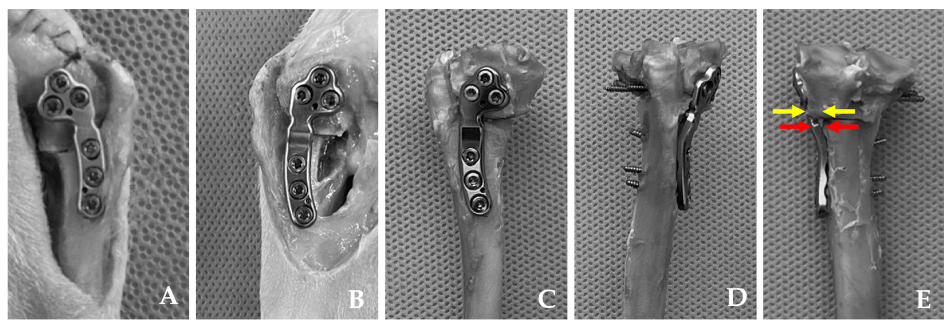 Animals 14 01937 g003