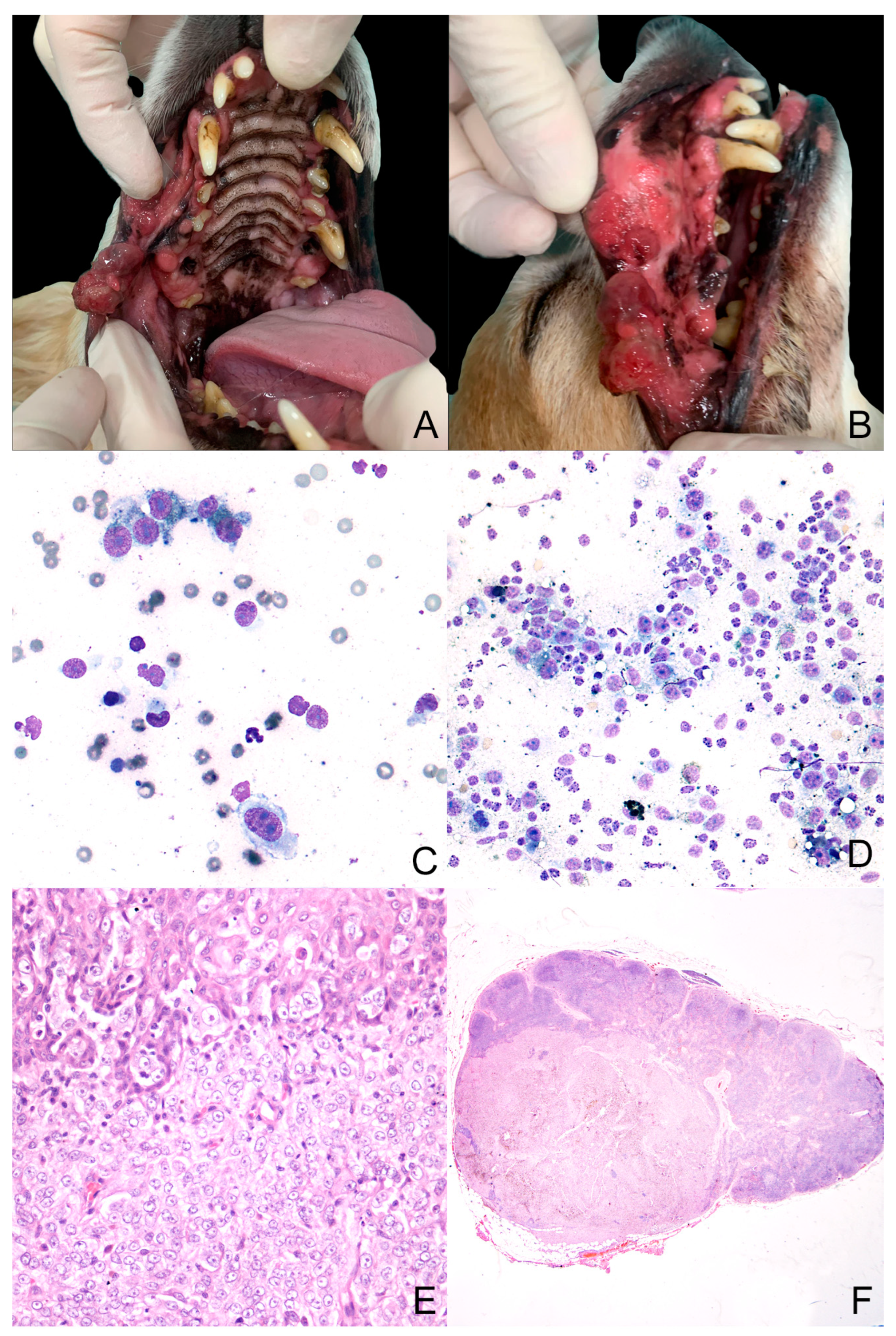 Animals 14 01948 g001