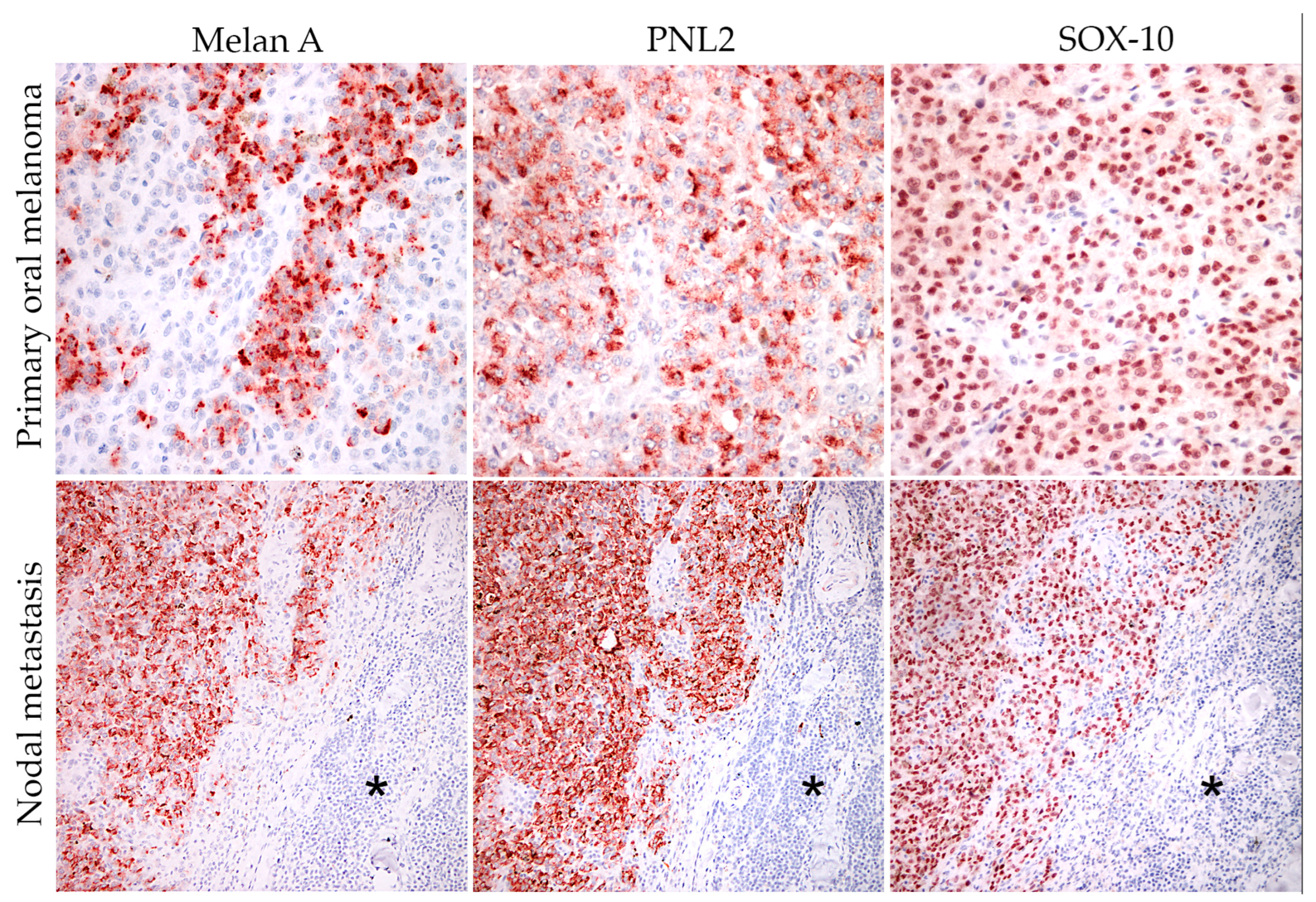 Animals 14 01948 g002