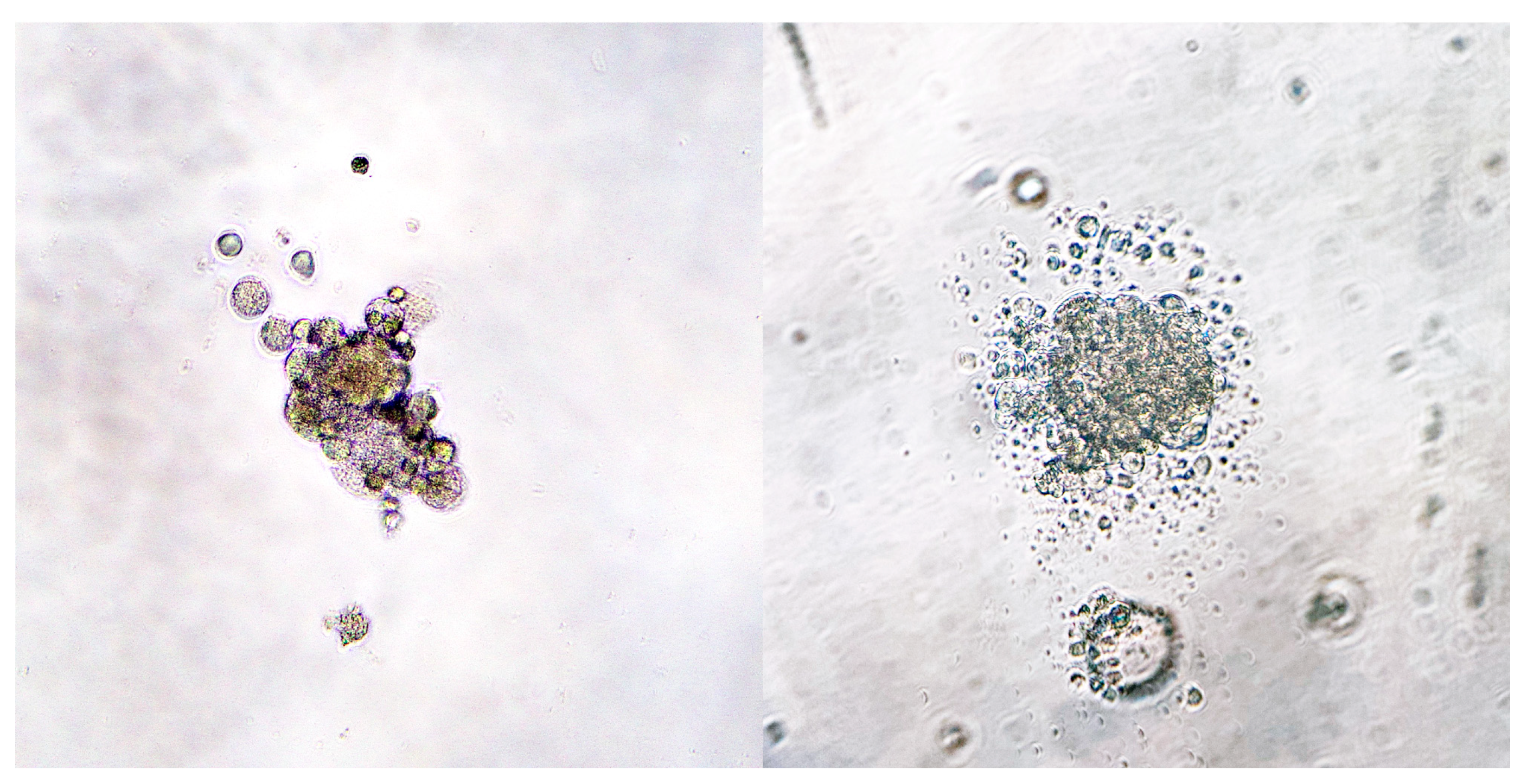 Animals 14 01948 g004