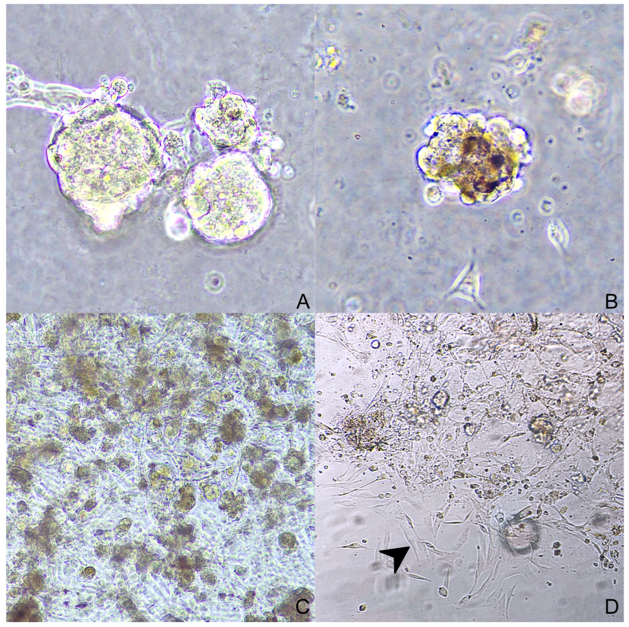 Animals 14 01948 g005